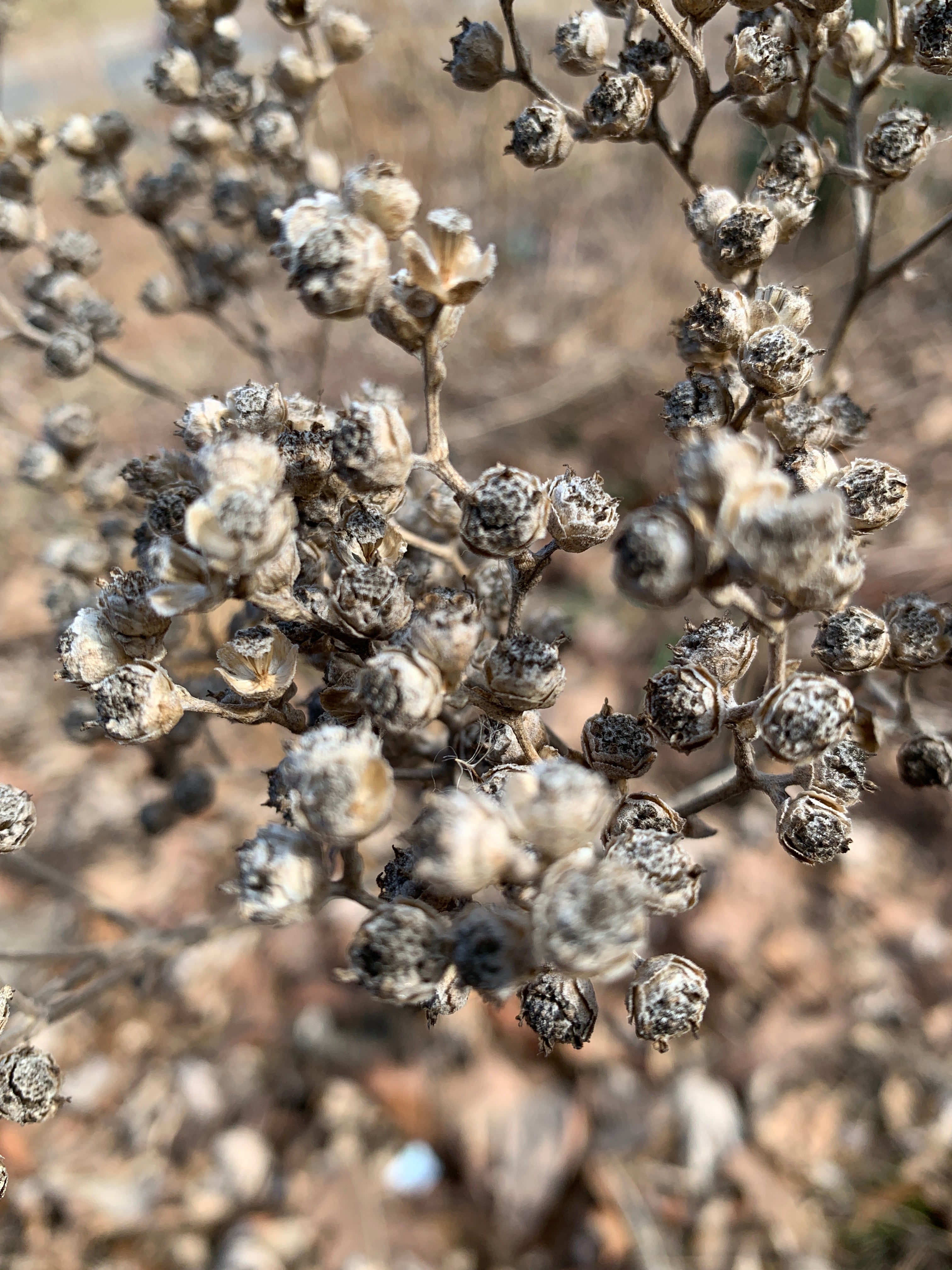 Wild Quinine (Parthenium Integrifolium)