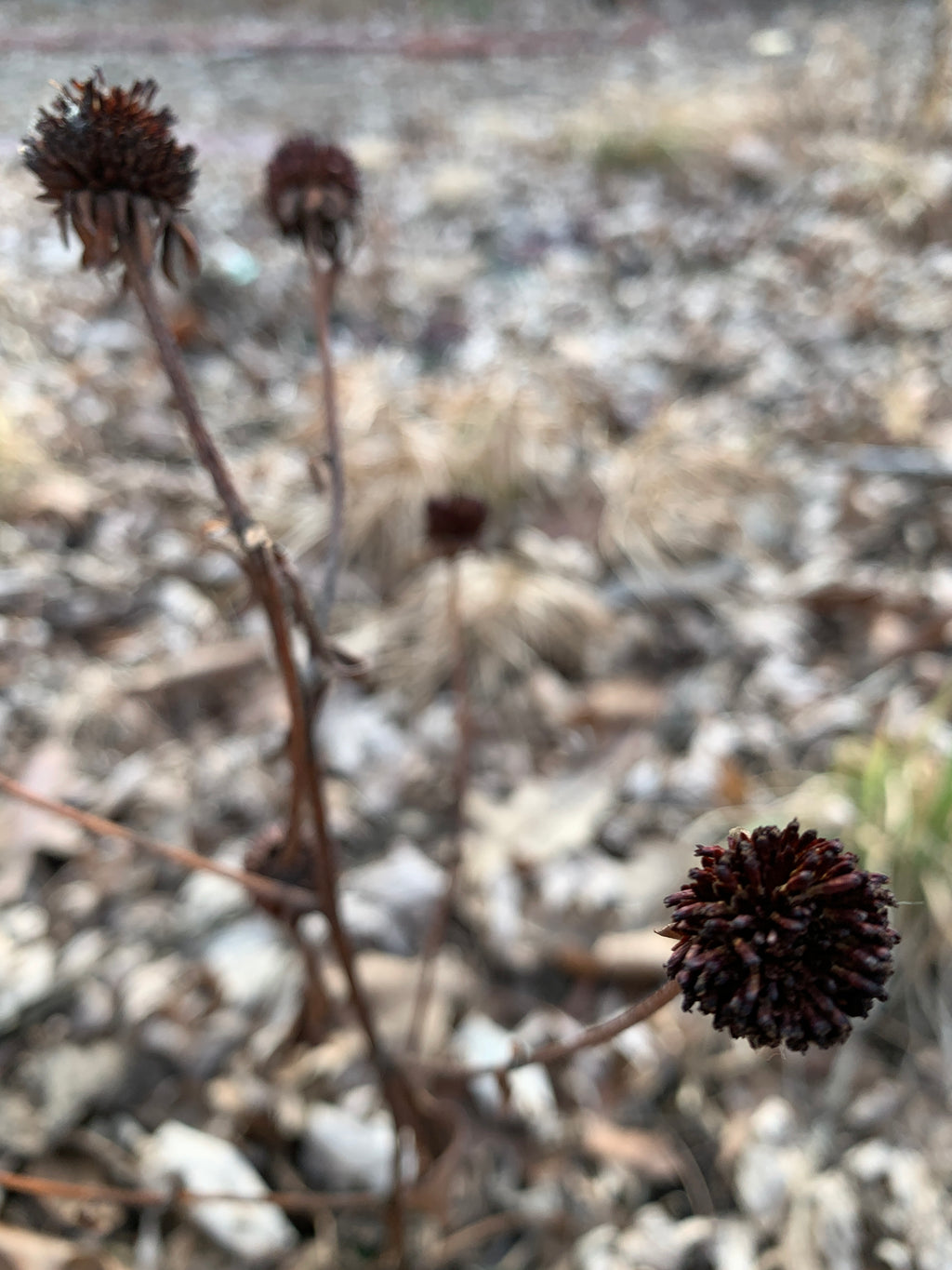 Orange Coneflower (Rudbeckia Fulgida)