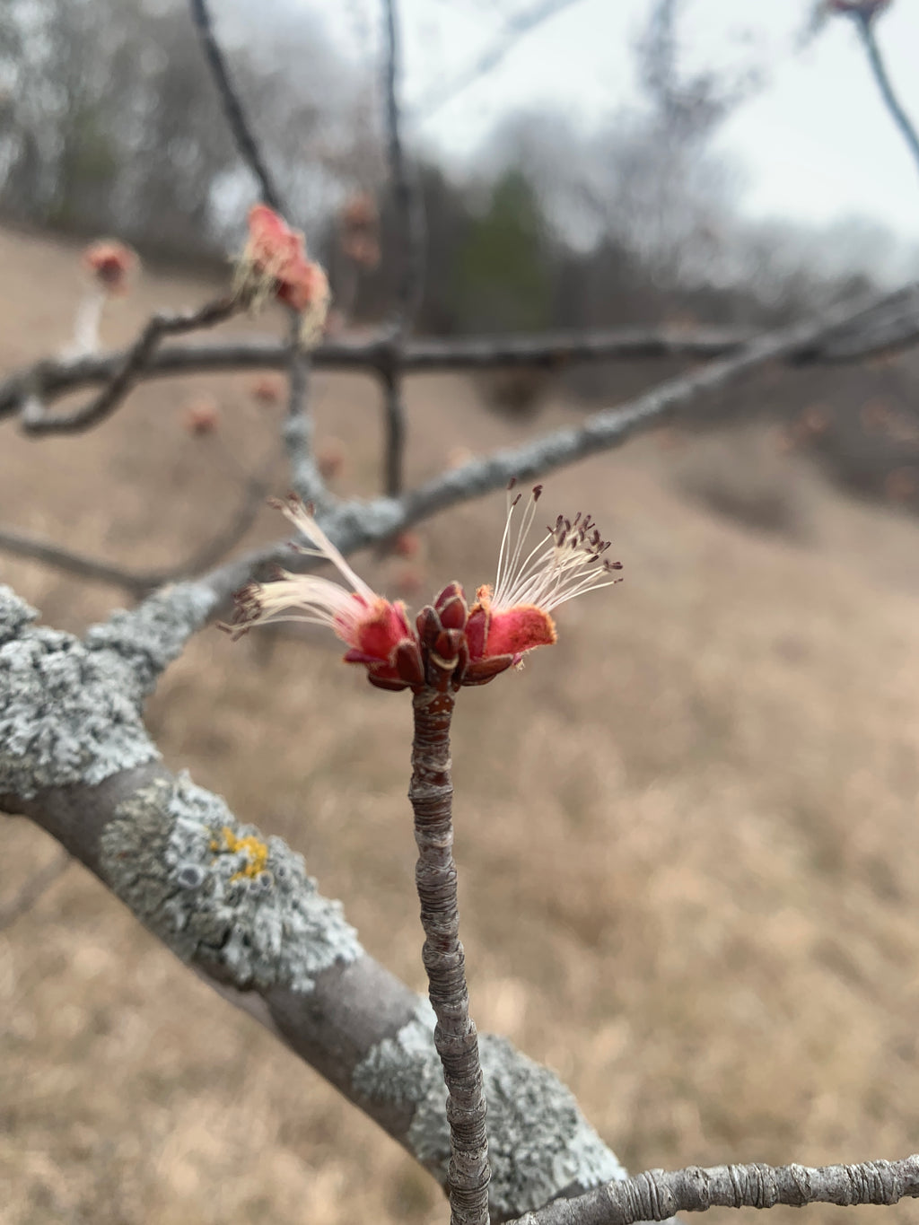 Silver Maple (Acer Saccharinum)