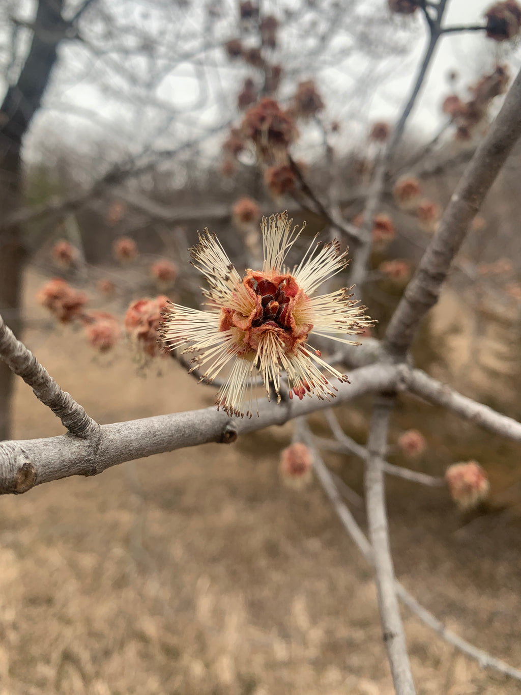 Silver Maple (Acer Saccharinum)
