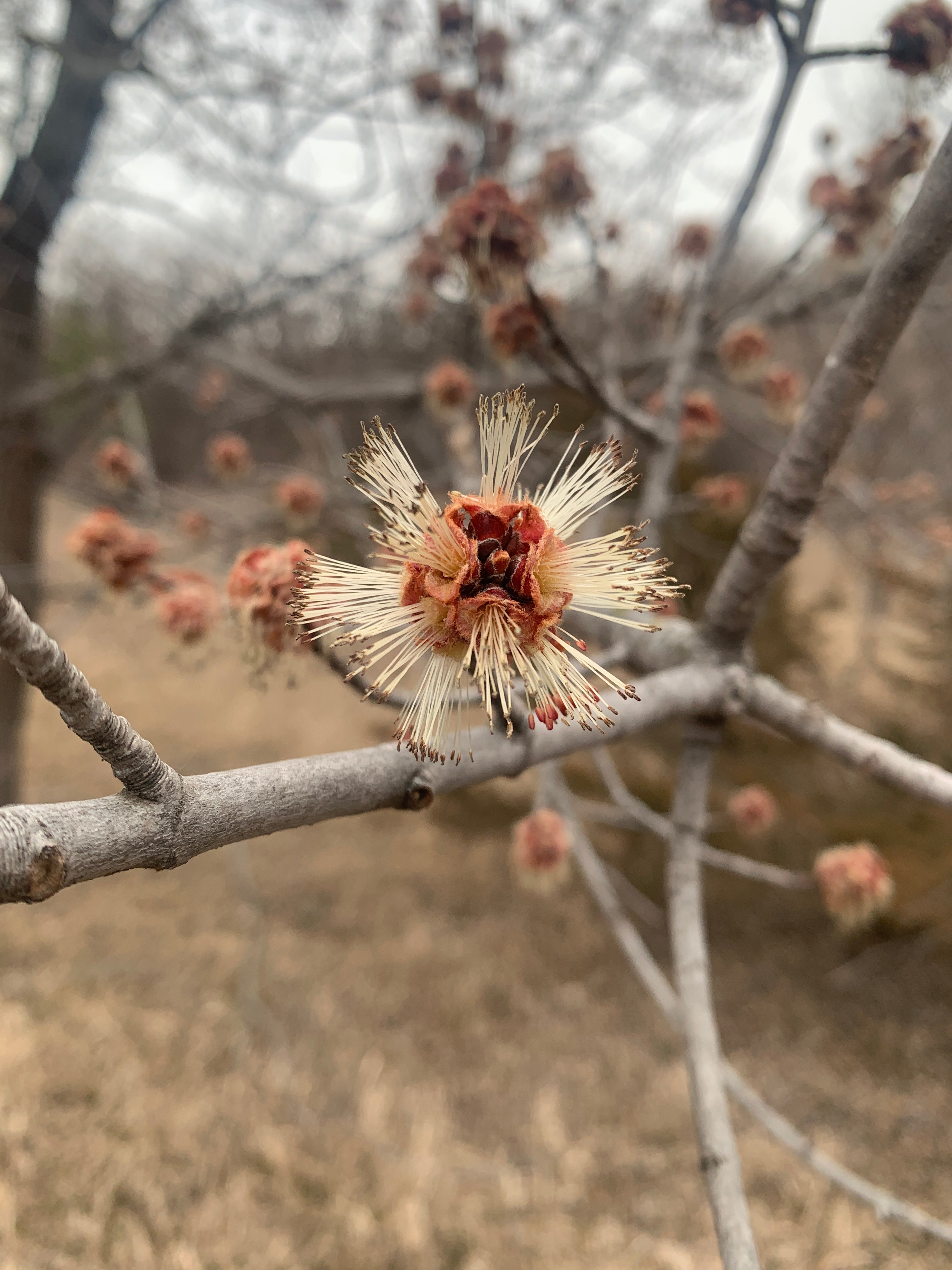 Silver Maple (Acer Saccharinum)