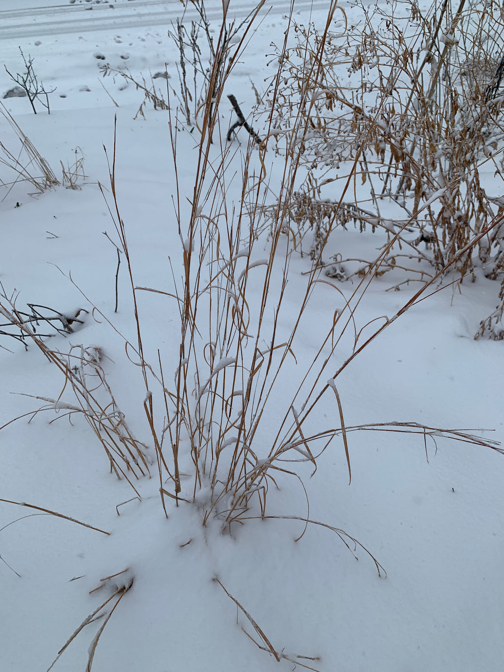 Little Bluestem (Schizachyrium Scoparium)
