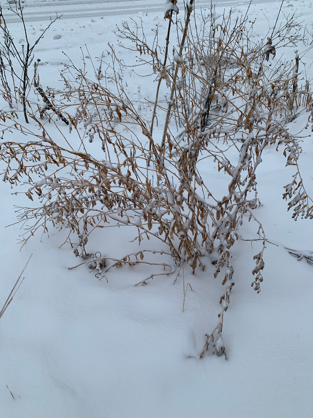 False Aster (False Aster)