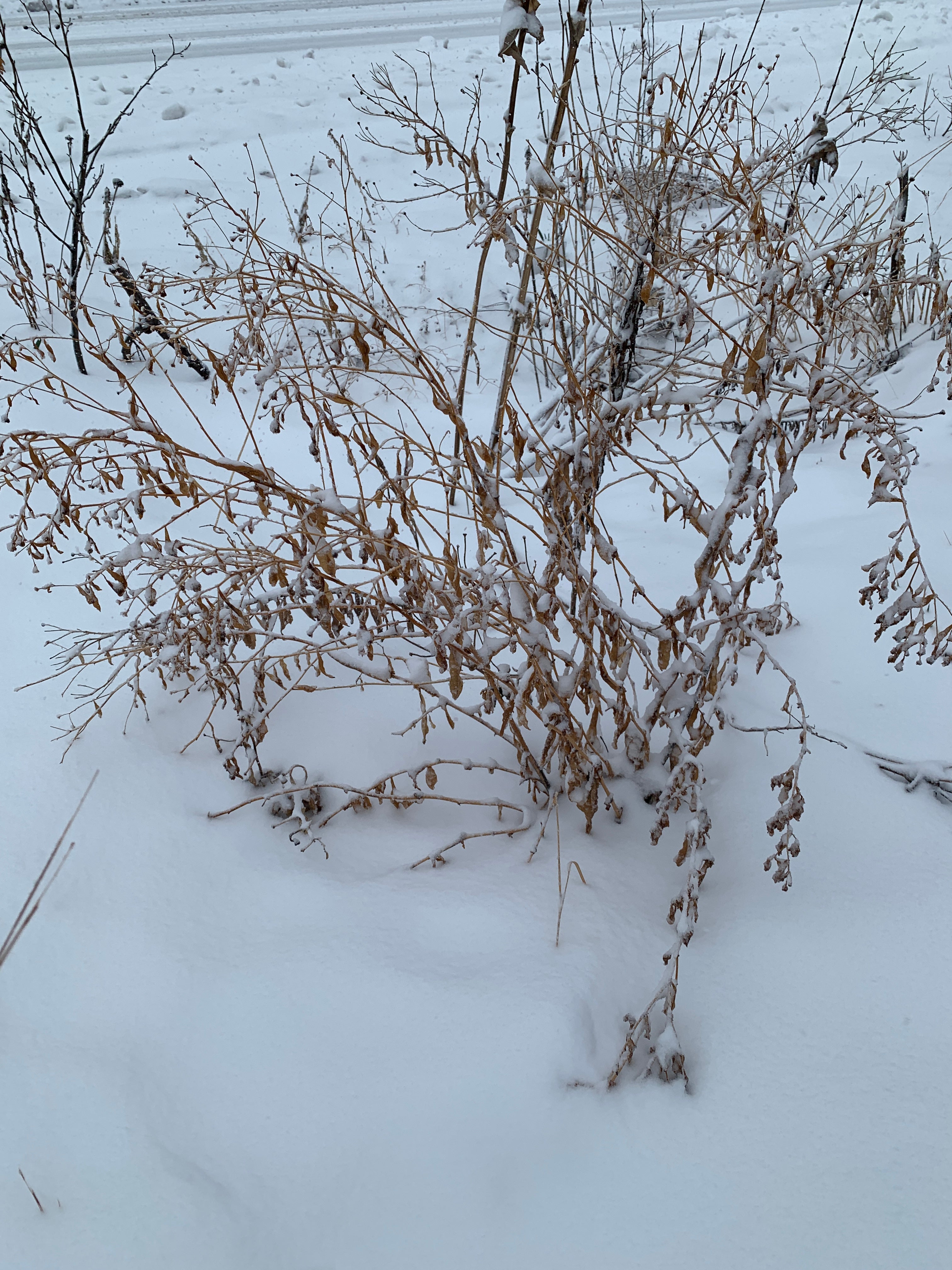 False Aster (False Aster)