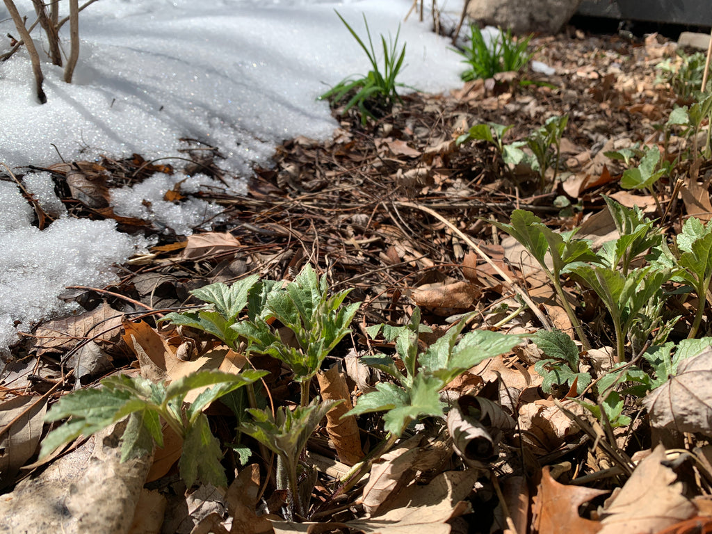 Cutleaf Coneflower (Rudbeckia Laciniata)