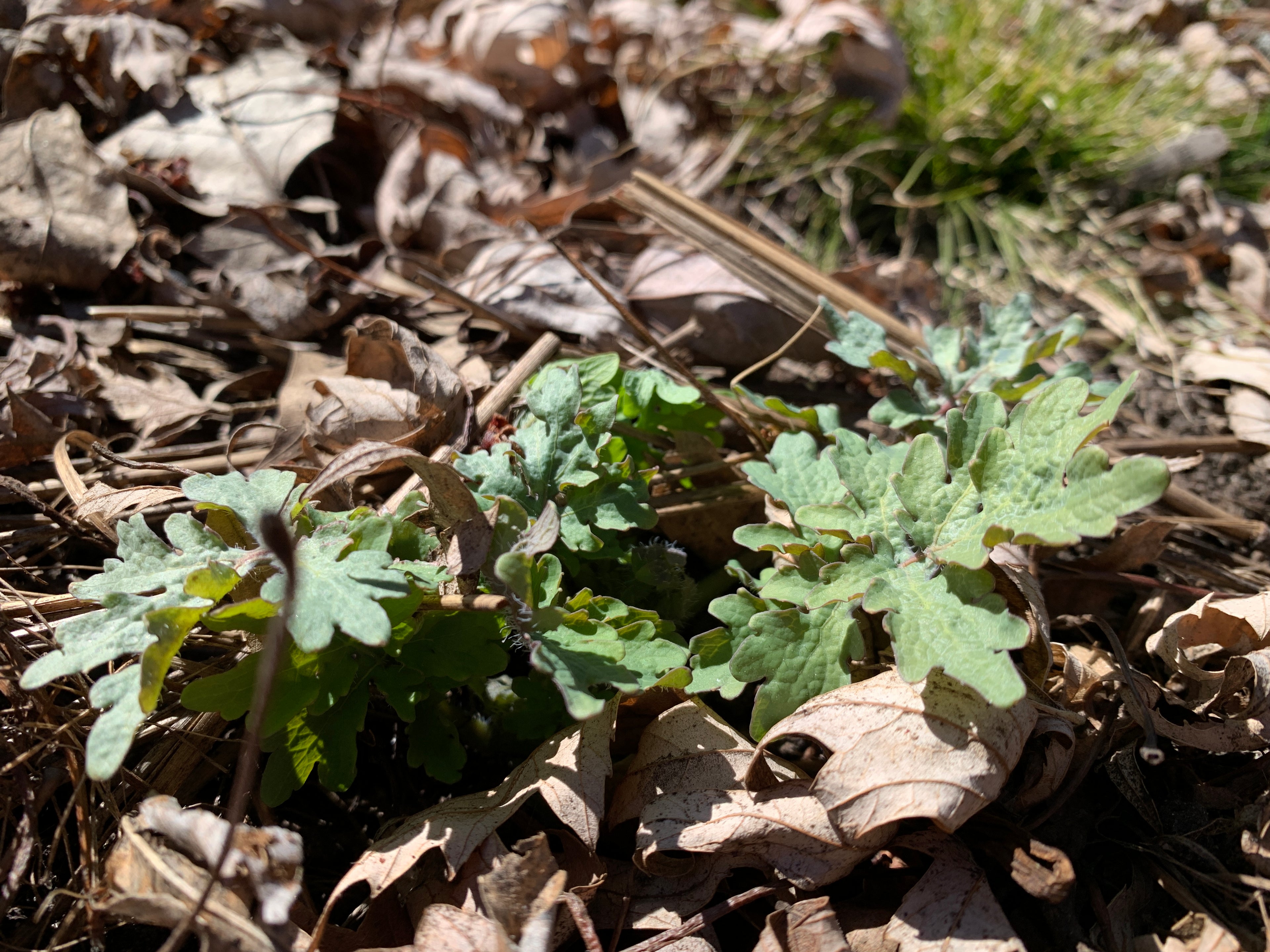 Celandine Poppy (Stylophorum Diphyllum)