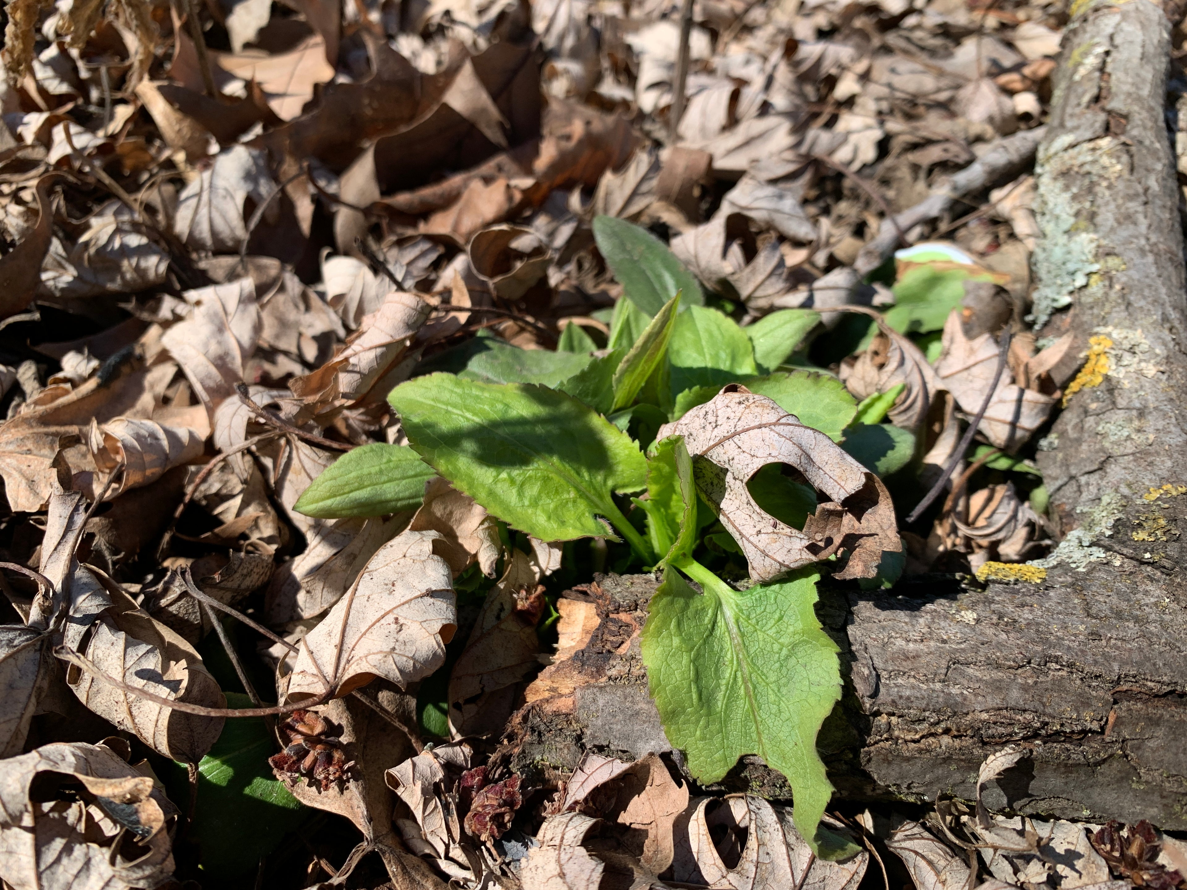 Arrowleaf Aster (Symphyotruchum Urophyllum)
