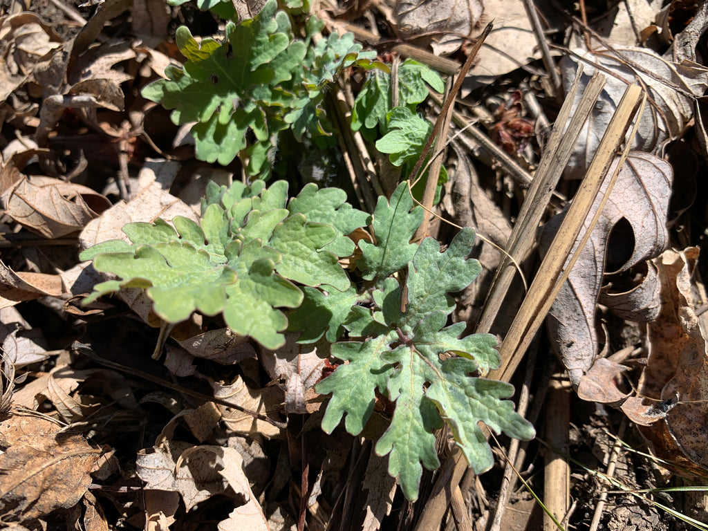 Celandine Poppy (Stylophorum Diphyllum)