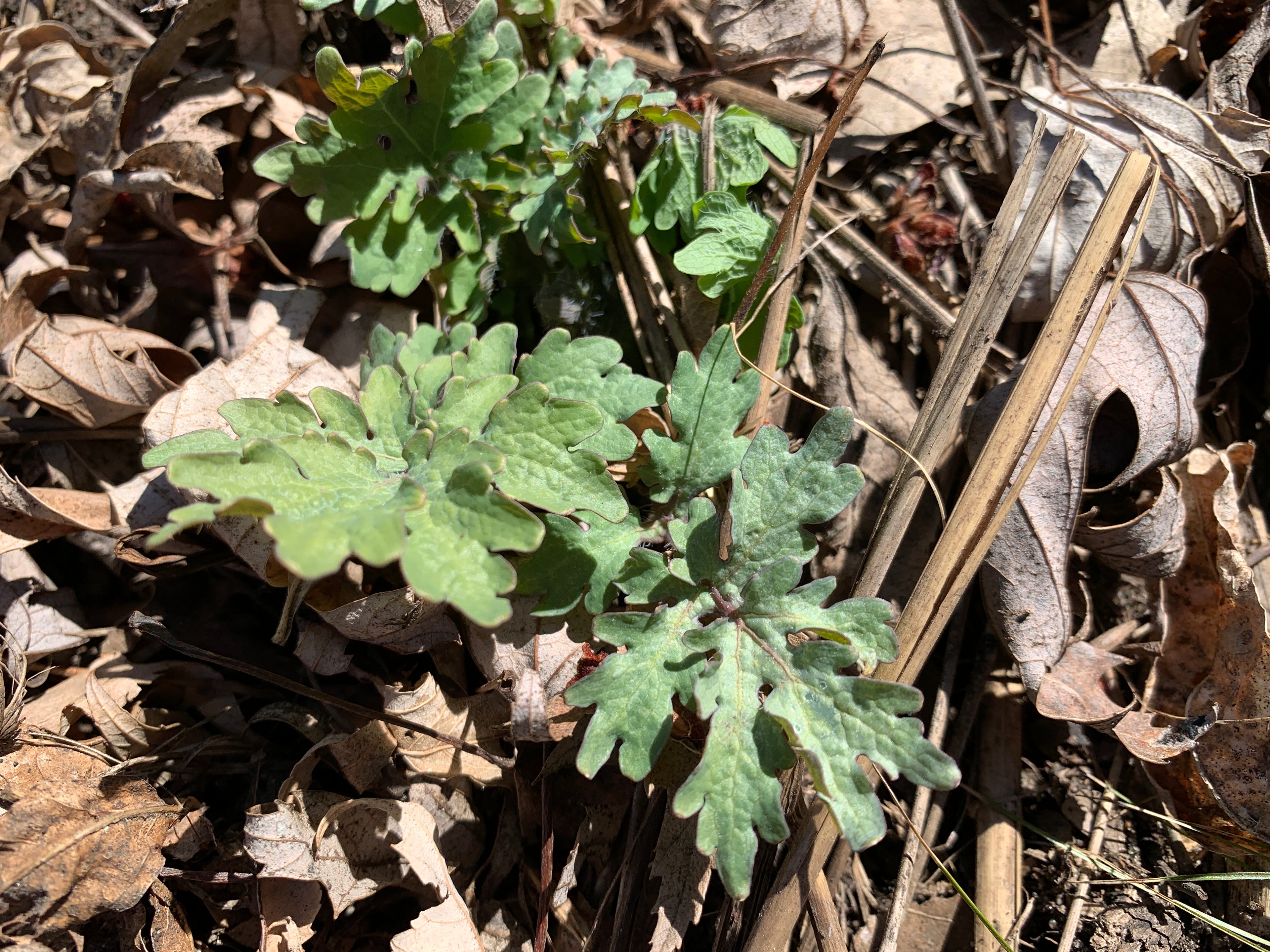 Celandine Poppy (Stylophorum Diphyllum)