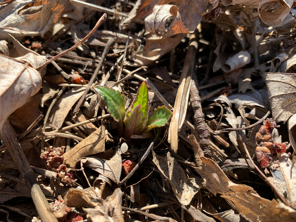 Cup Plant (Silphium Perfoliatum)