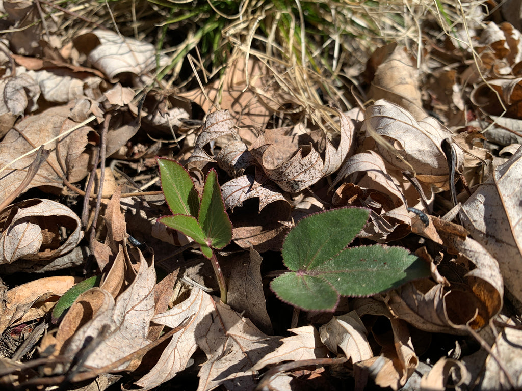 Heart-leaved Alexanders (Zizia aptera)