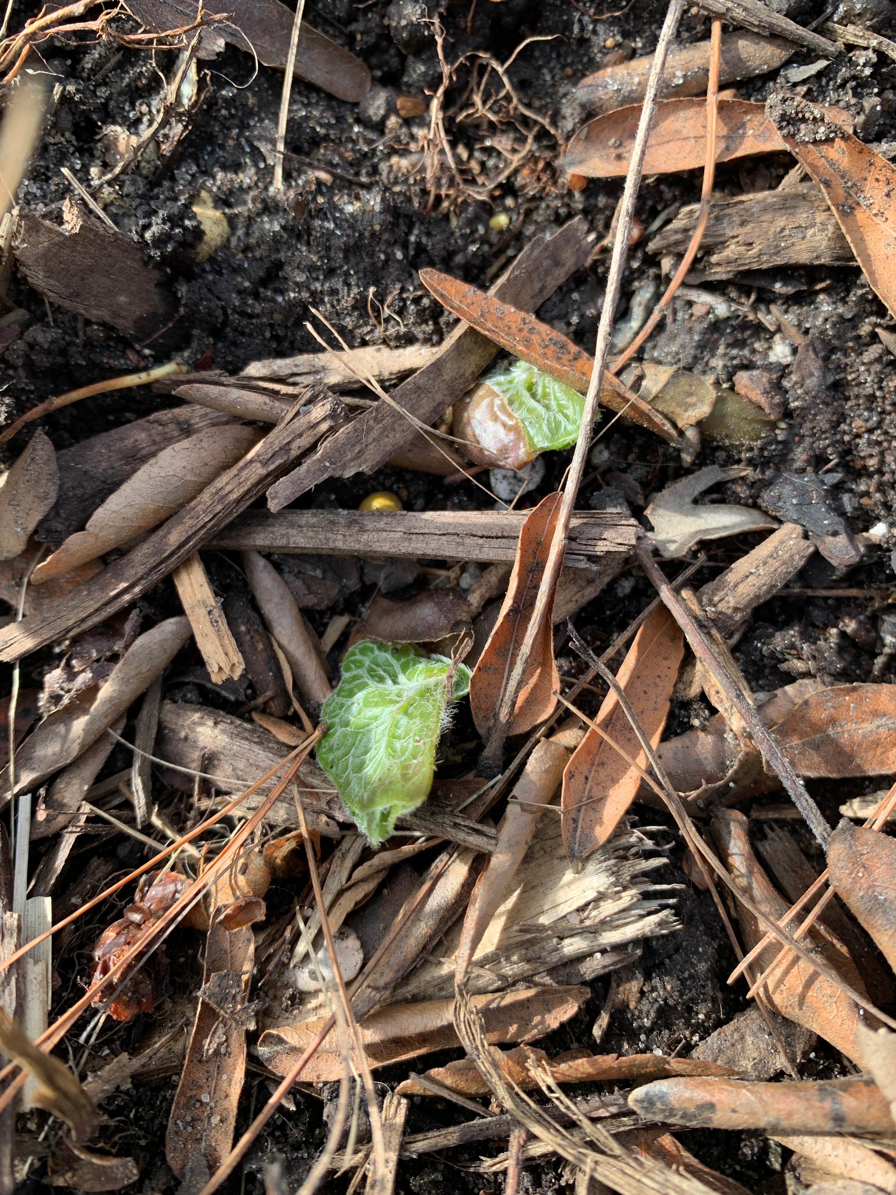 Canadian Wild Ginger (Asarum Canadense)