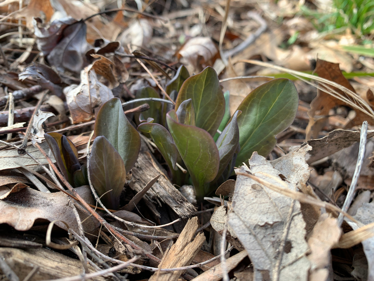 Virginia Bluebells (Mertensia Virginica)