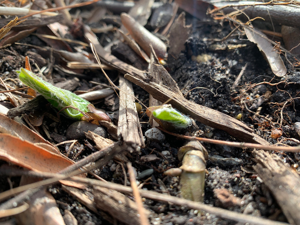 Canadian Wild Ginger (Asarum Canadense)