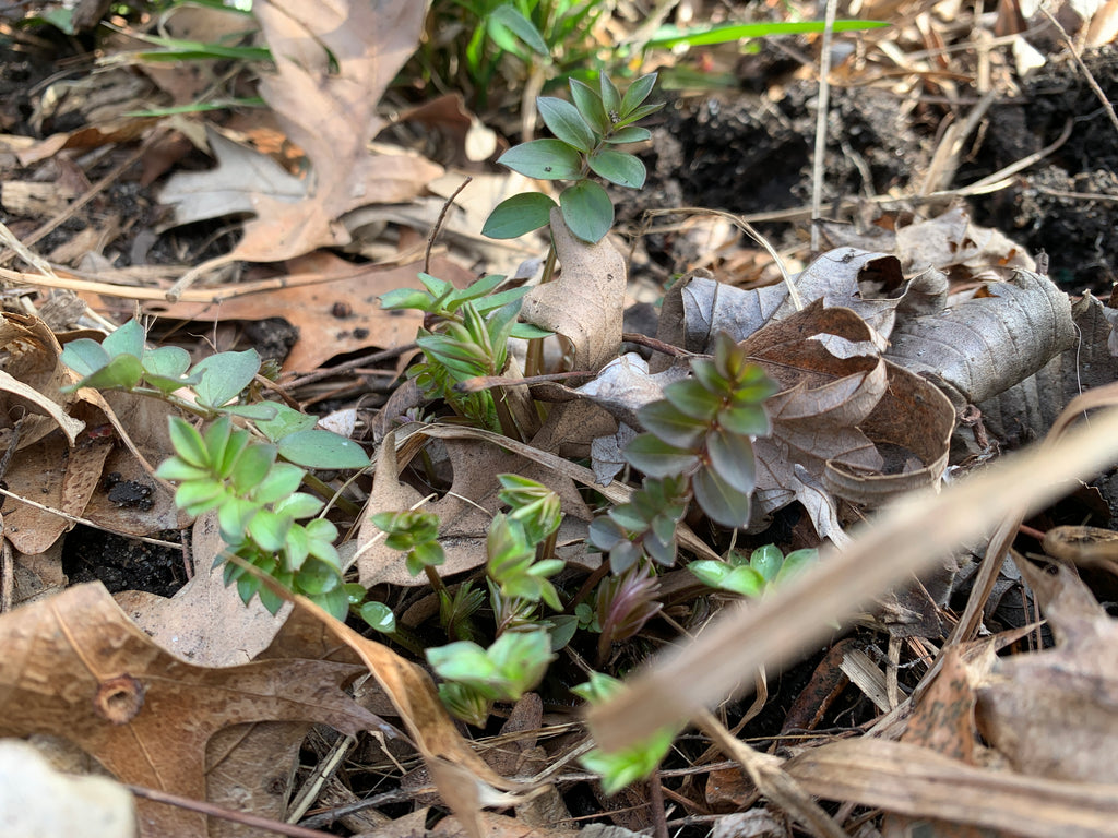 Jacob's Ladder (Polemonium Reptans)