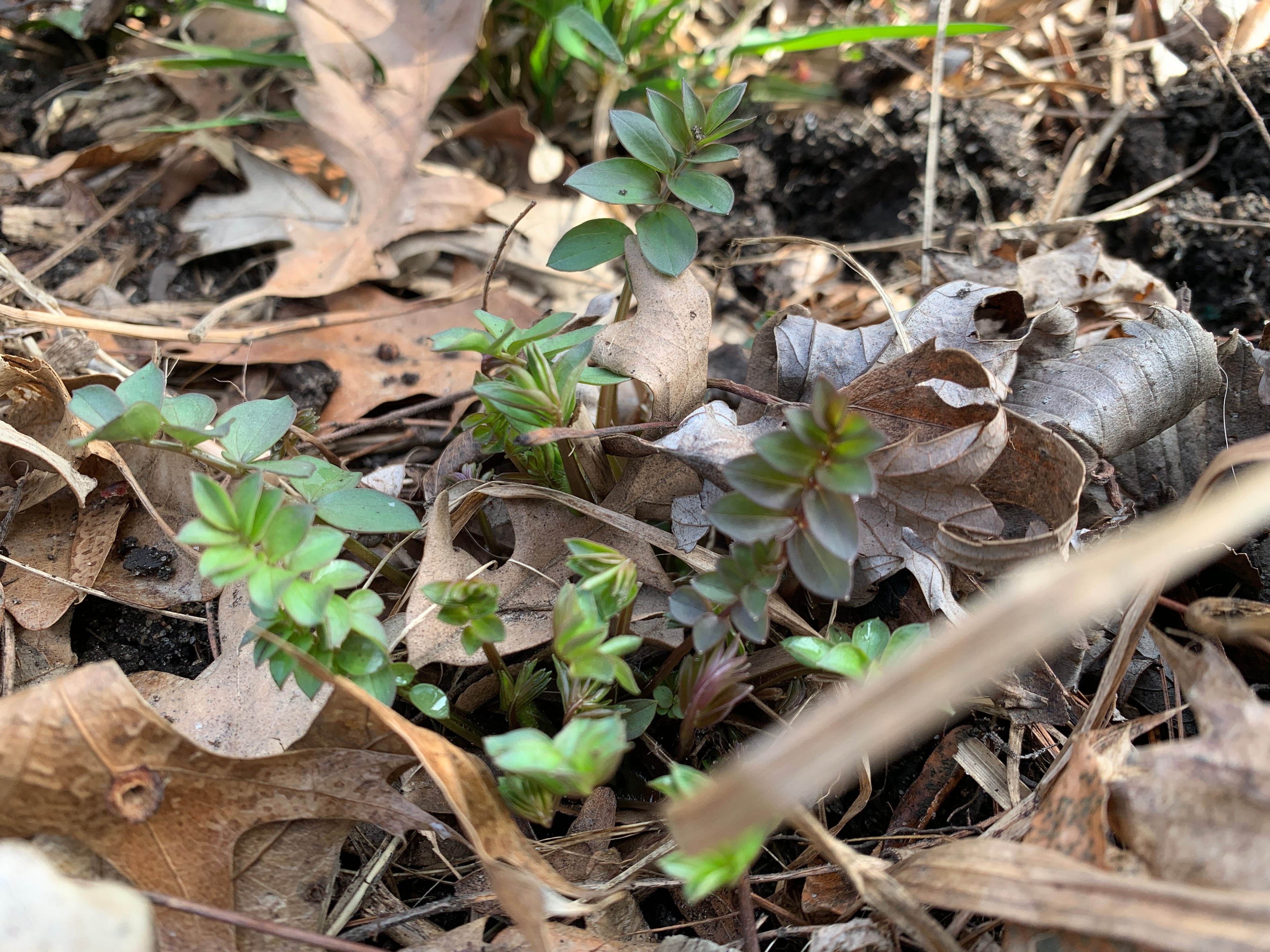 Jacob's Ladder (Polemonium Reptans)