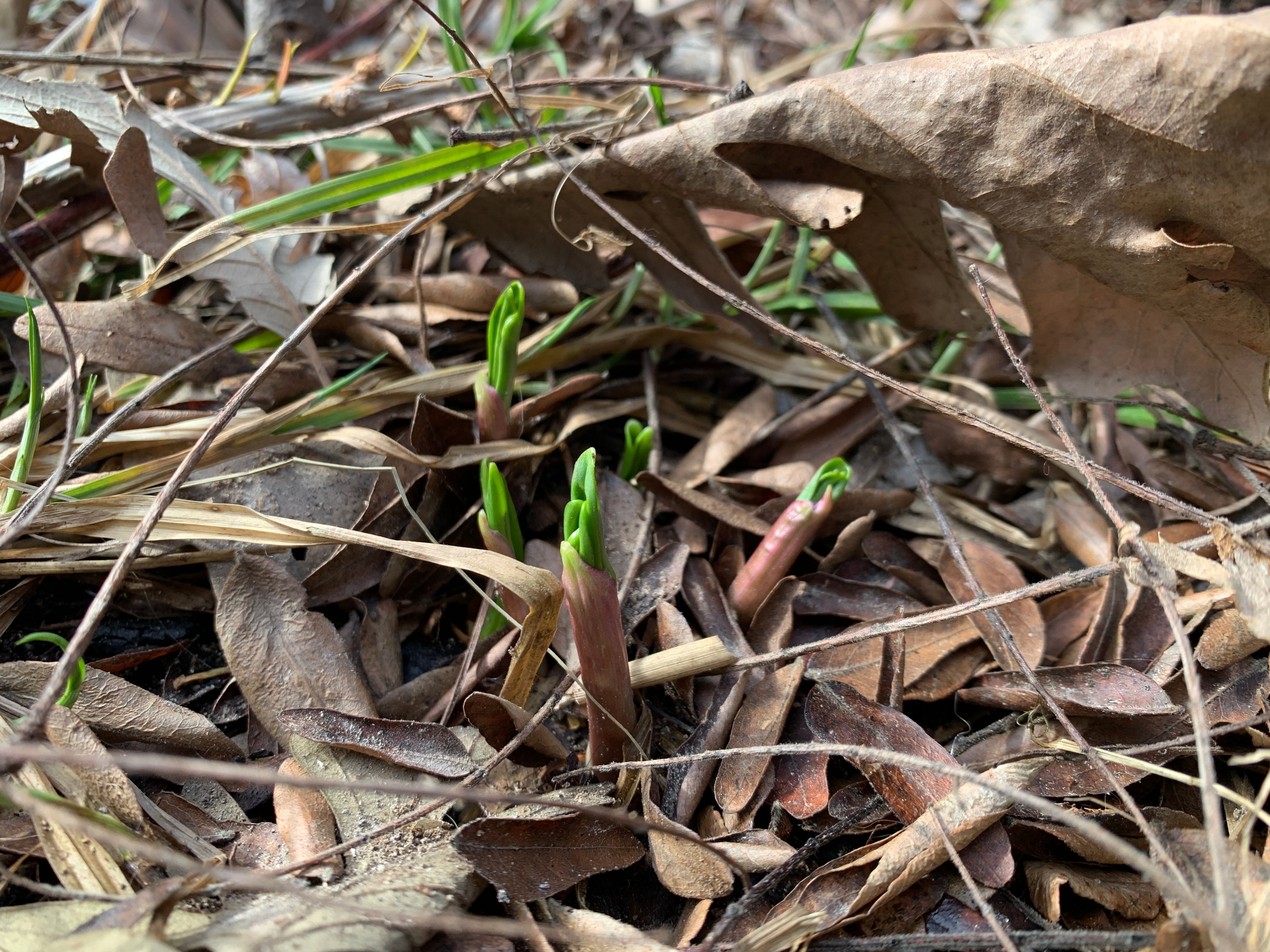 Ramps (Allium tricoccum)