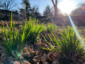 Virginia Wild Rye (Elymus Virginicus)