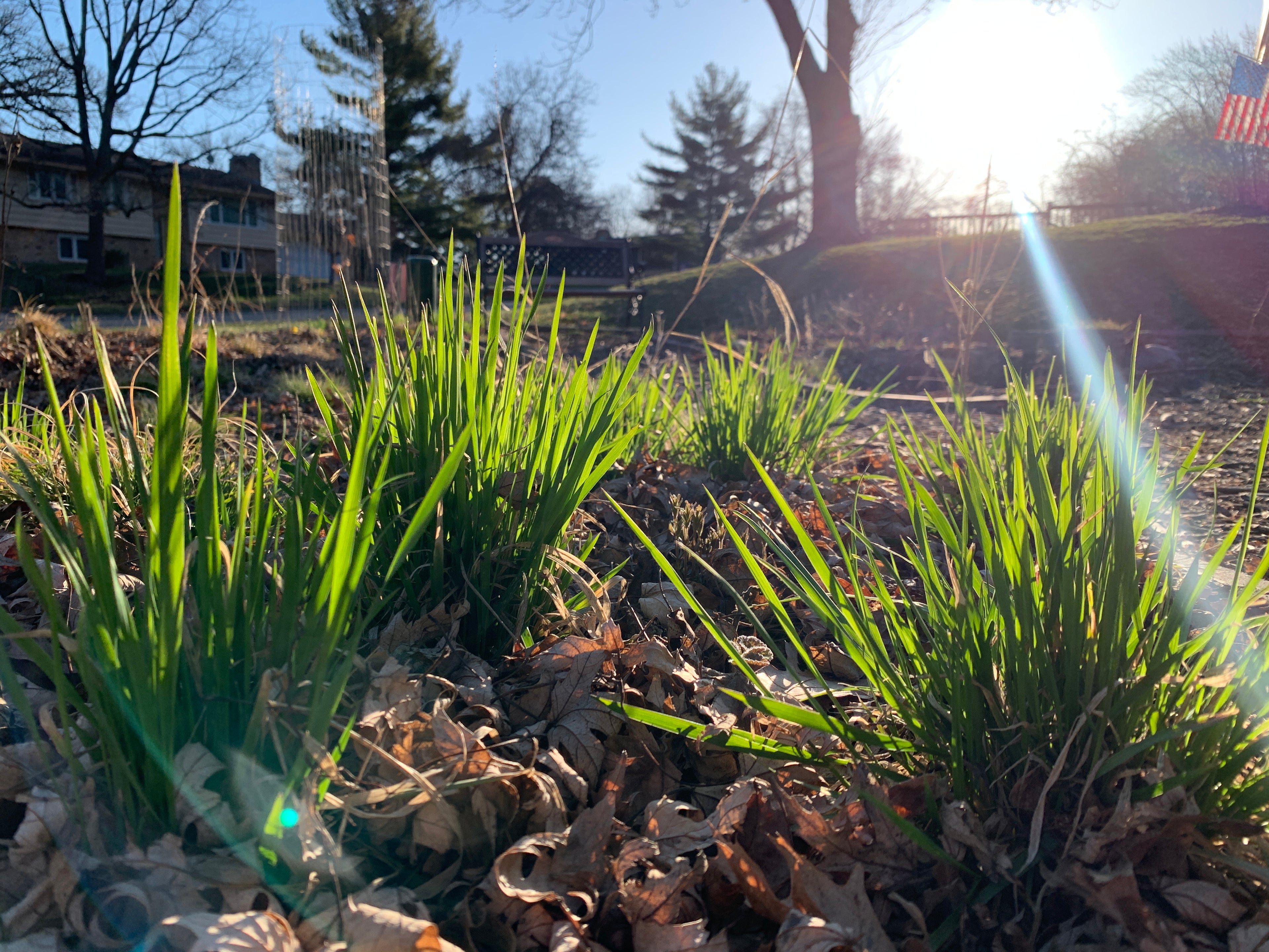 Virginia Wild Rye (Elymus Virginicus)