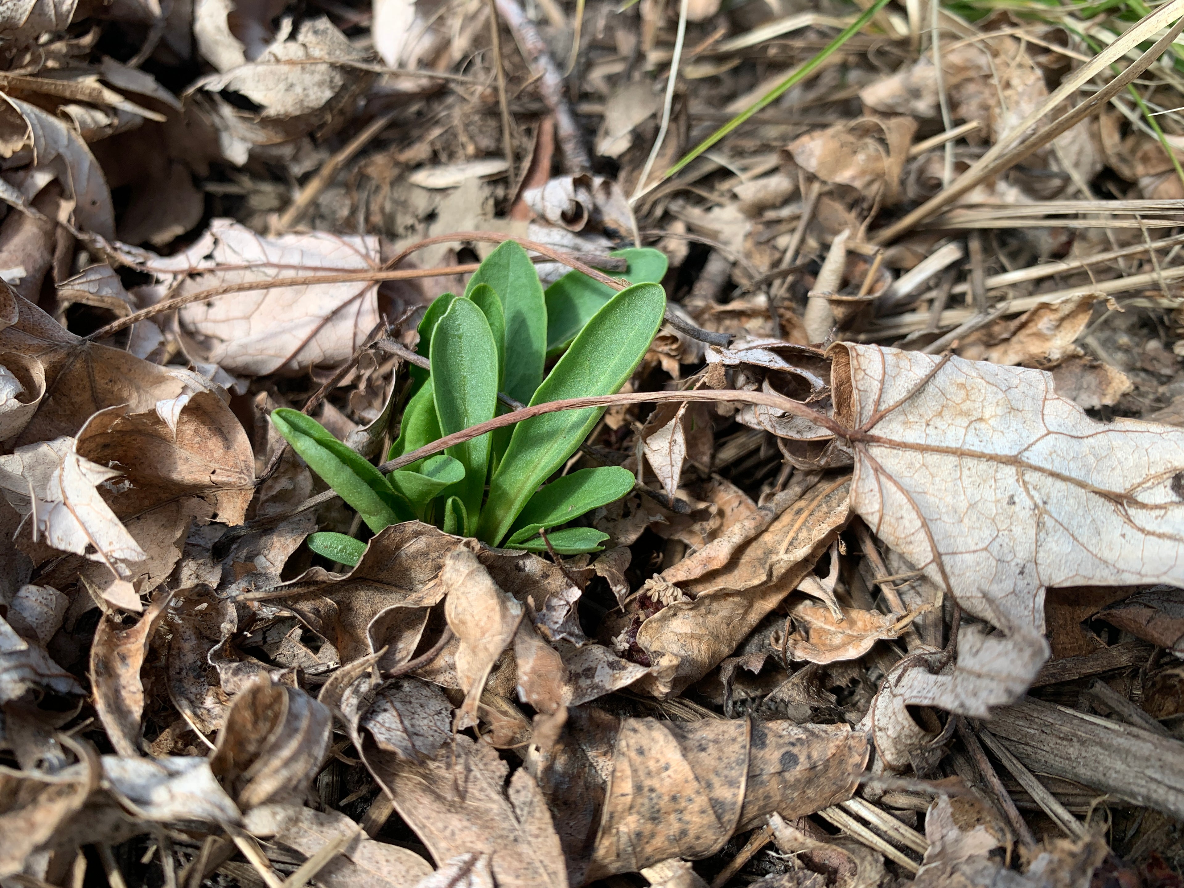 Midland Shooting Star (Dodecatheon Meadia)