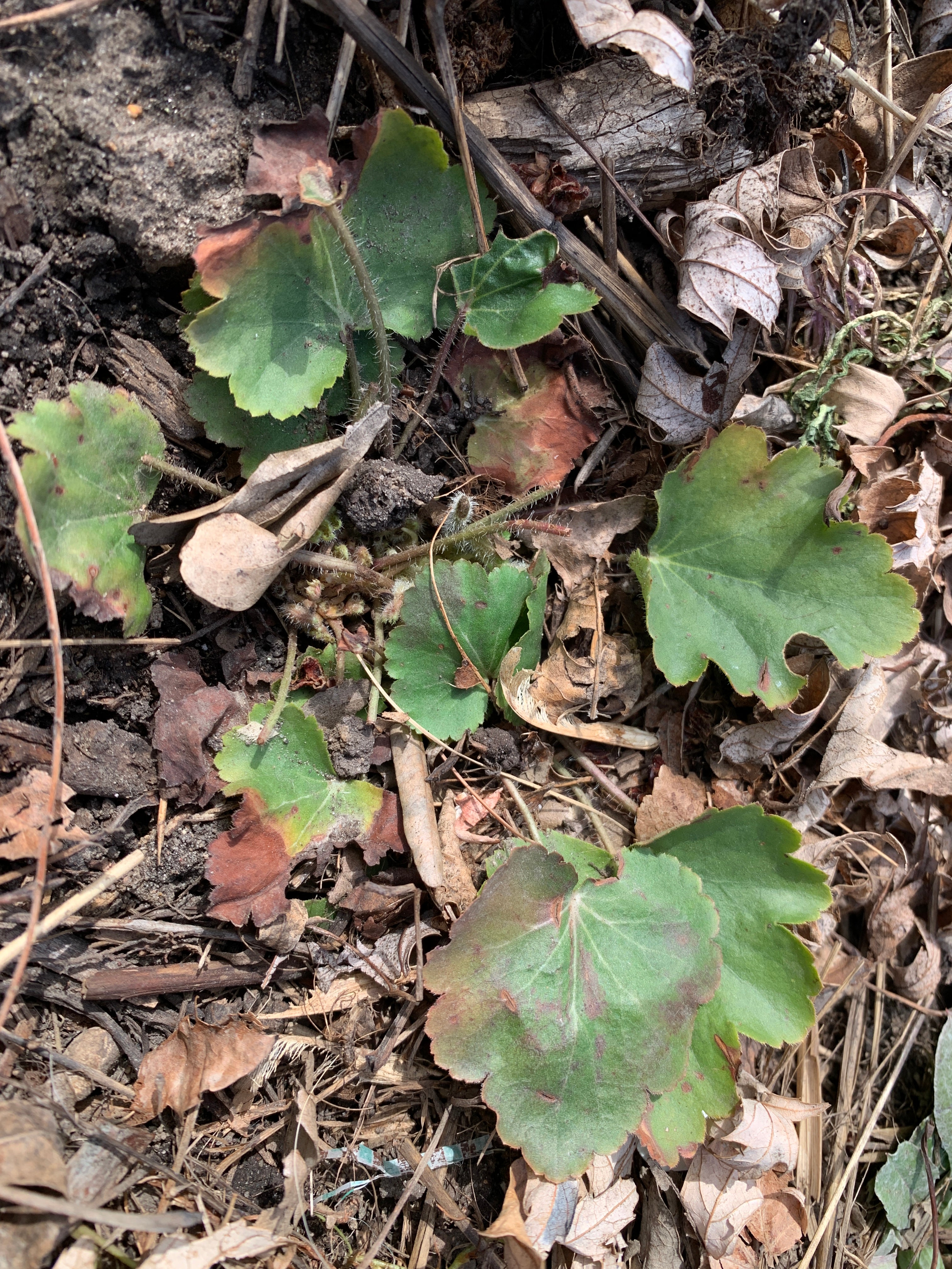 Prairie Alumroot (Heuchera Richardsonii)