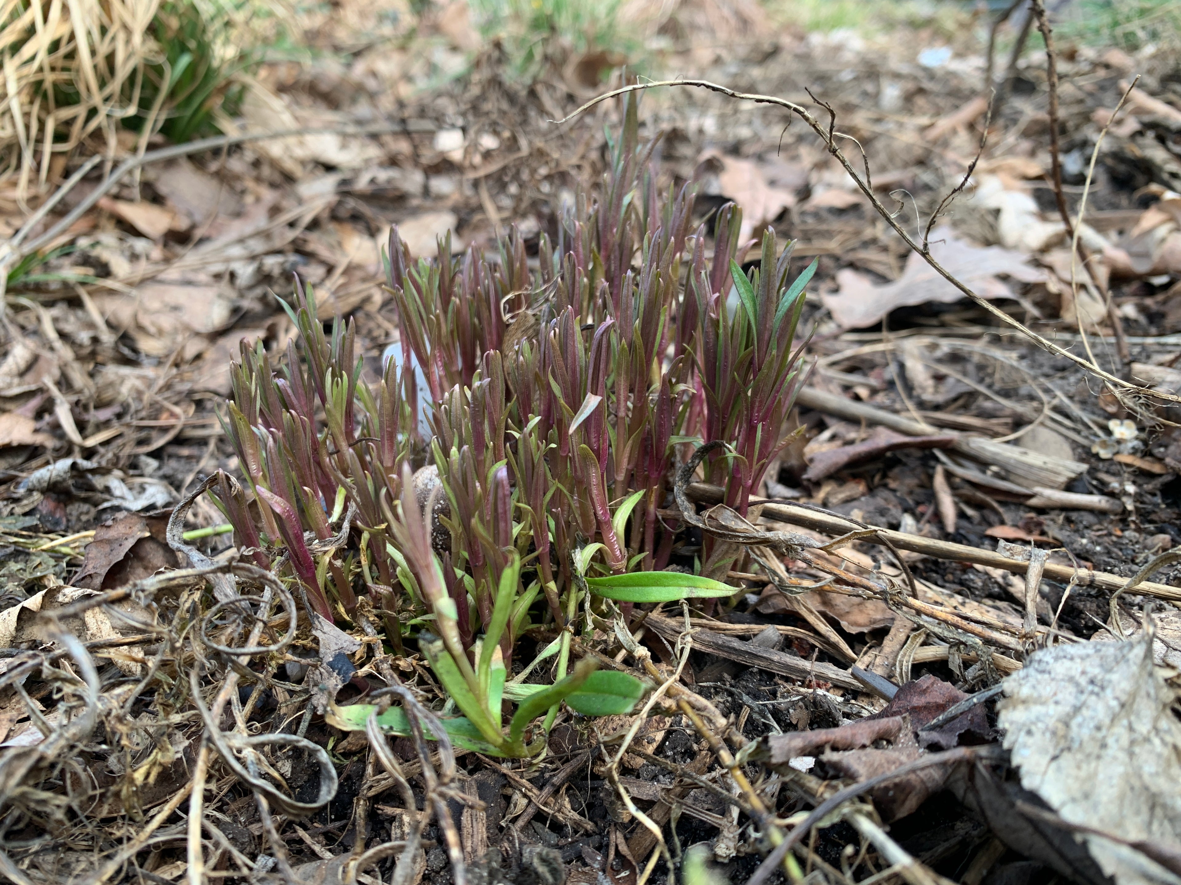 Prairie Phlox (Phlox Pilosa)