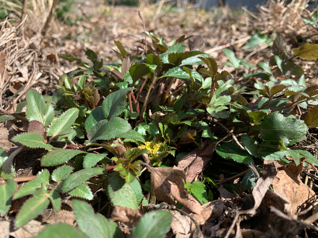 Golden Alexanders (Zizia Aurea)