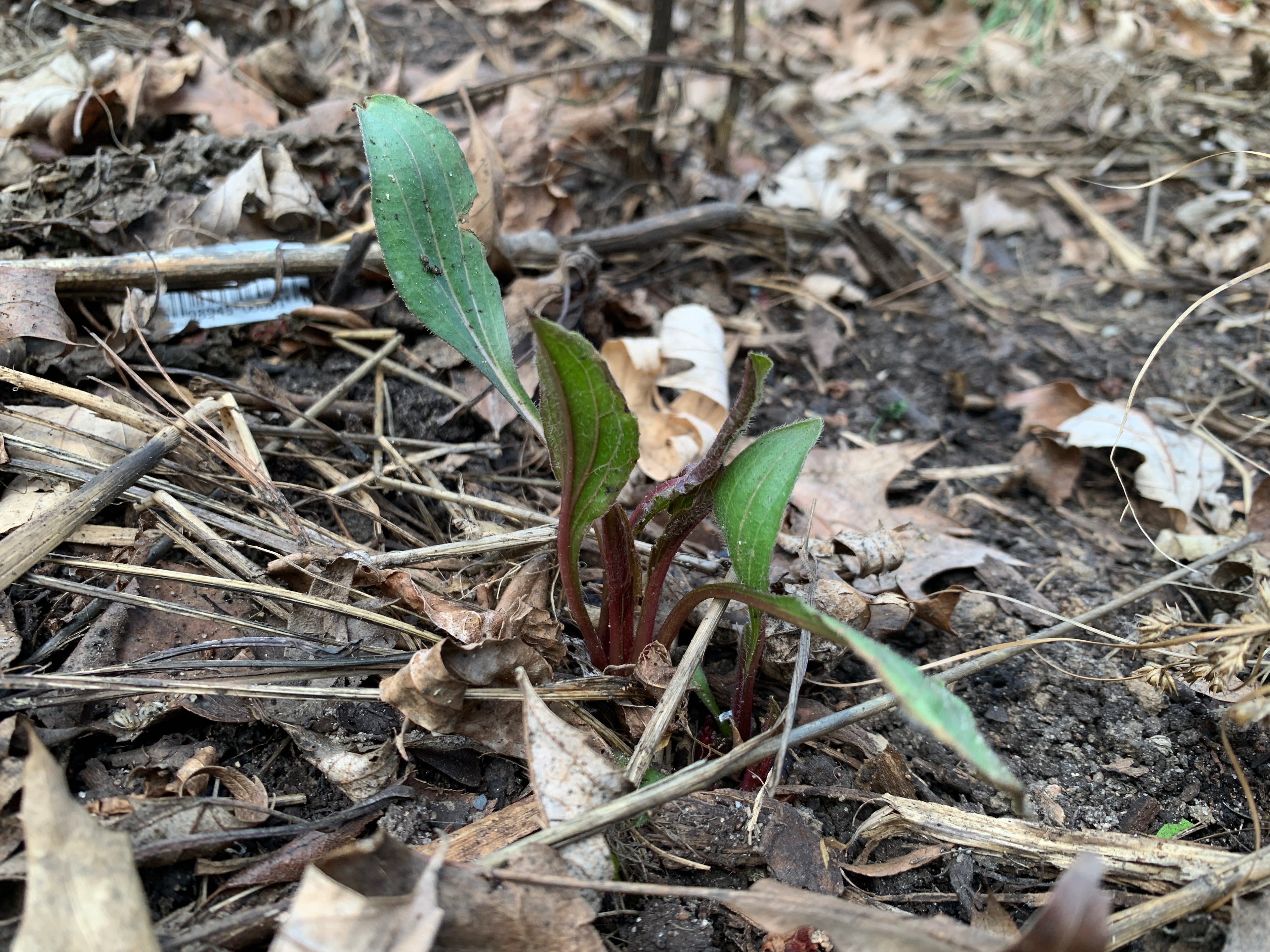 Pale Purple Coneflower (Echinacea Pallida)