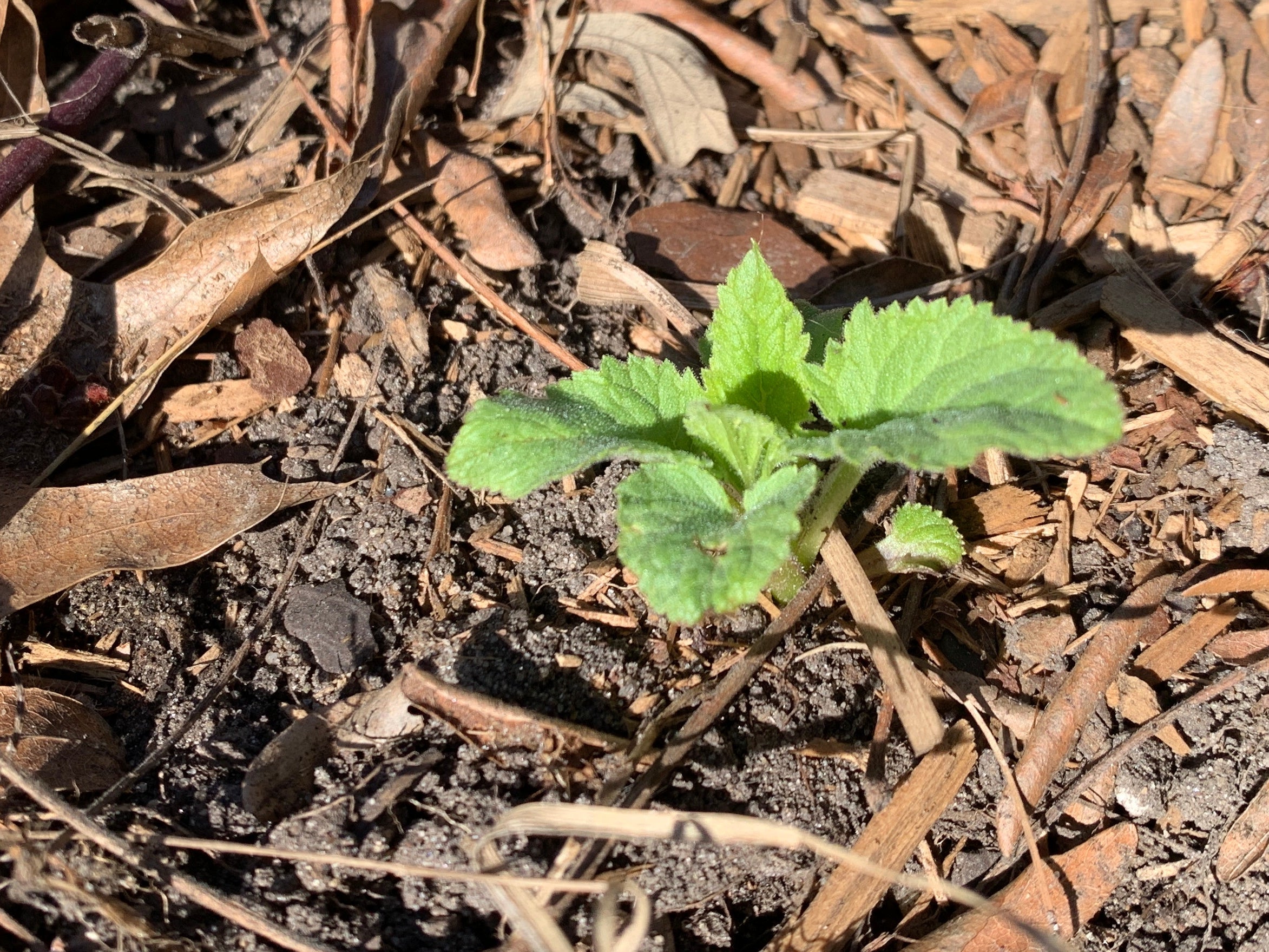 Late Figwort (Scrophularia Marilandica)