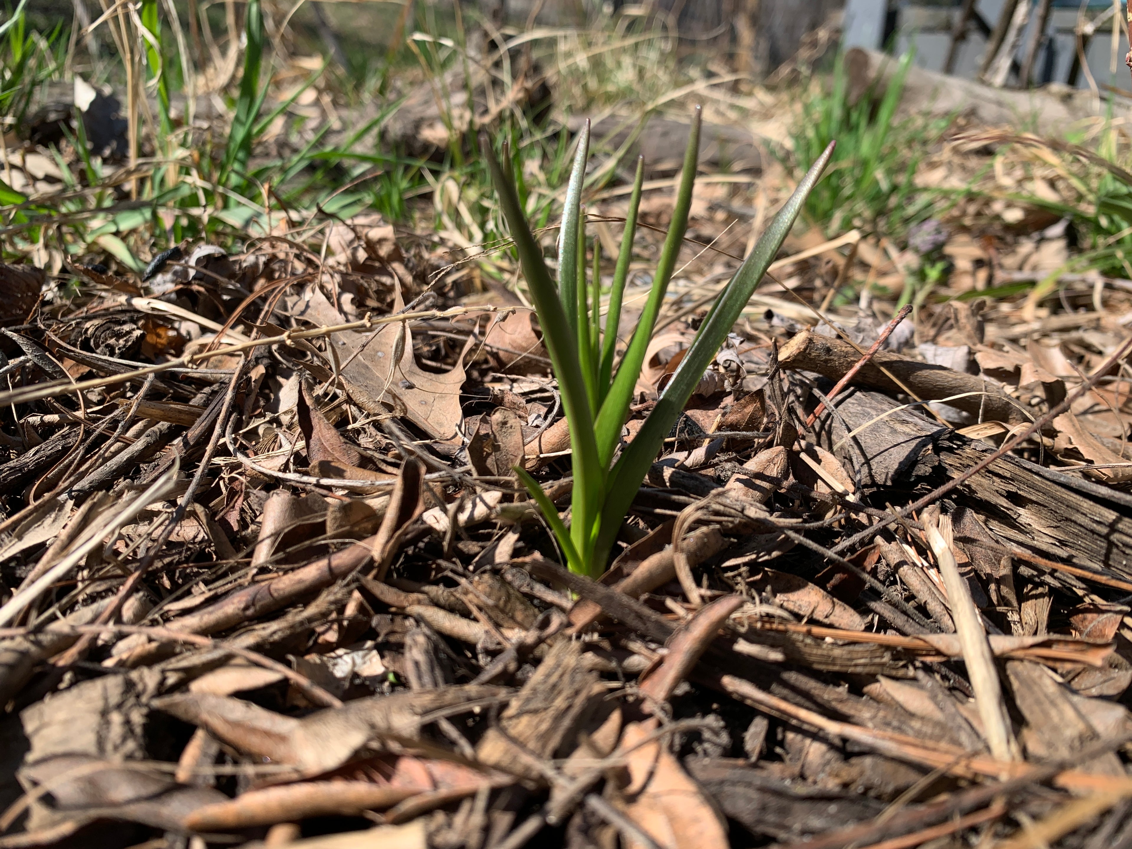 Wild Hyacinth (Camassia Scilloides)
