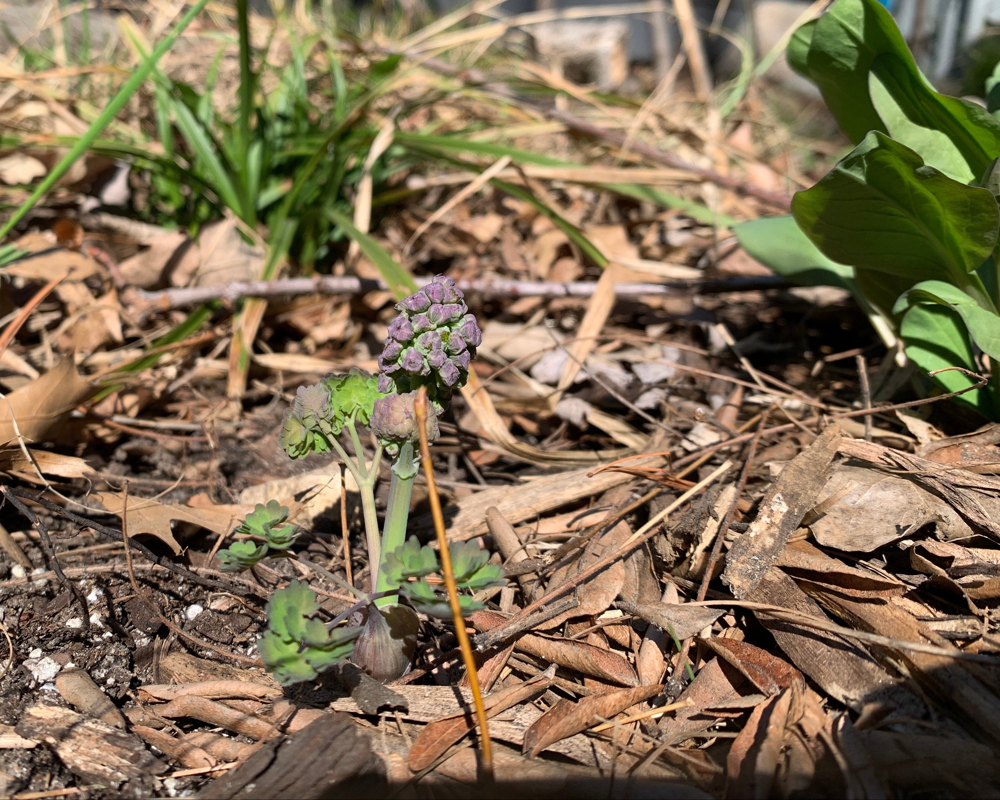 Early Meadow Rue (Thalictrum Dioicum)