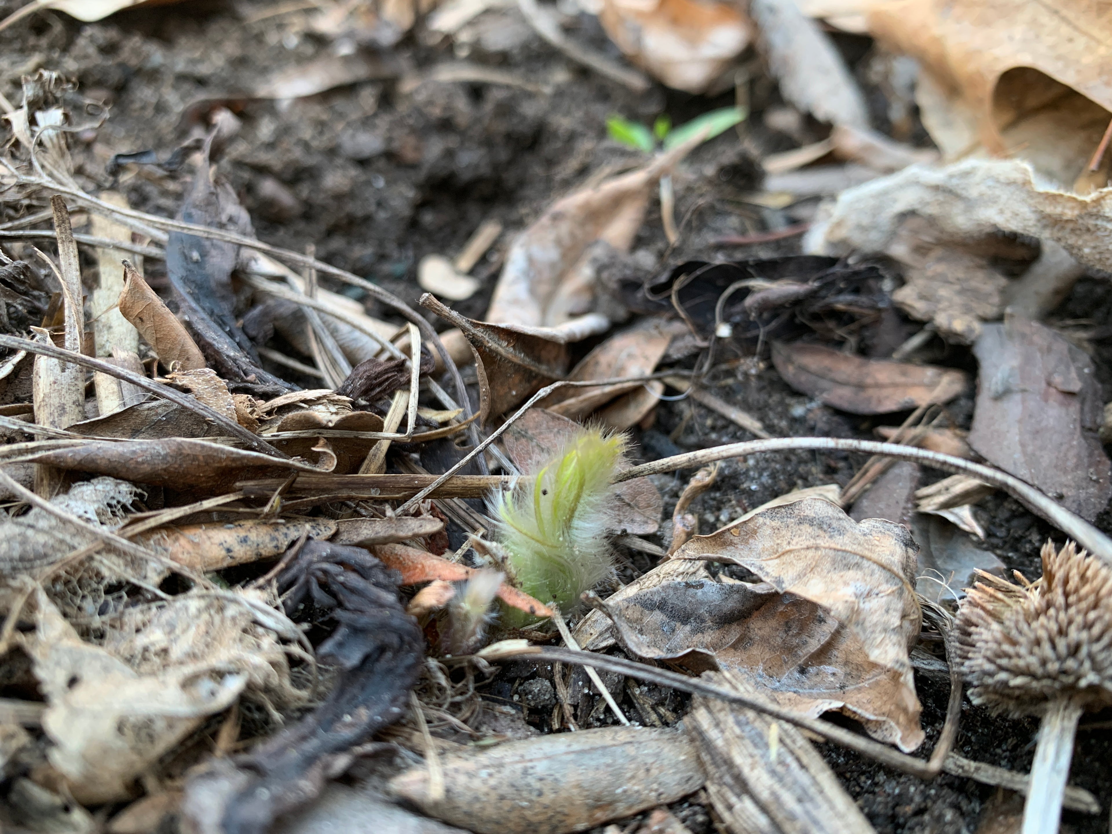 American Pasqueflower (Anemone patens)