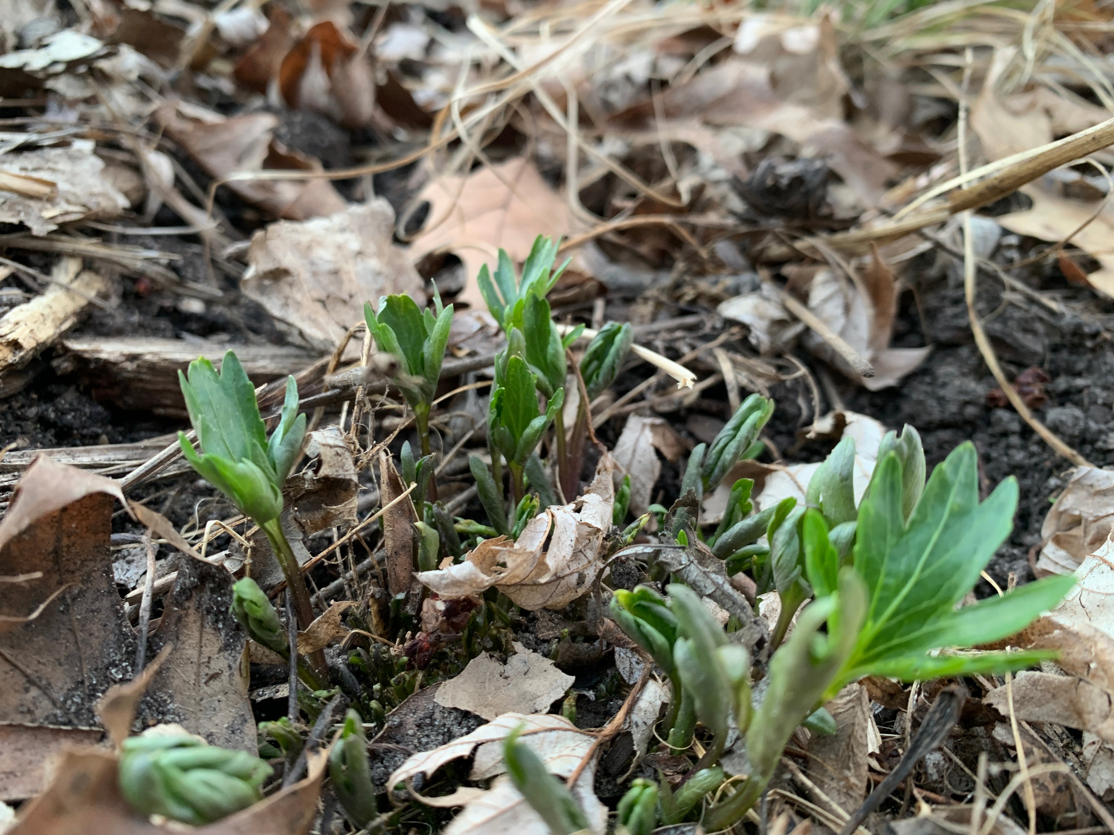 Prairie Violet (Viola pedatifida)