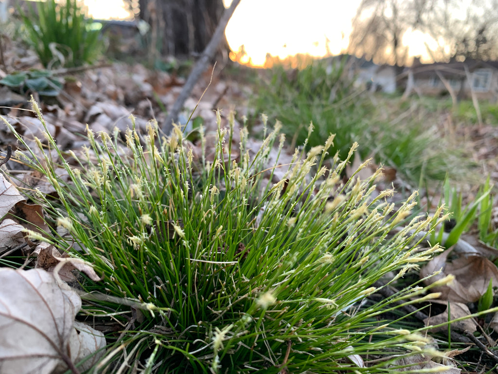 Ivory Sedge (Carex Eburnea)