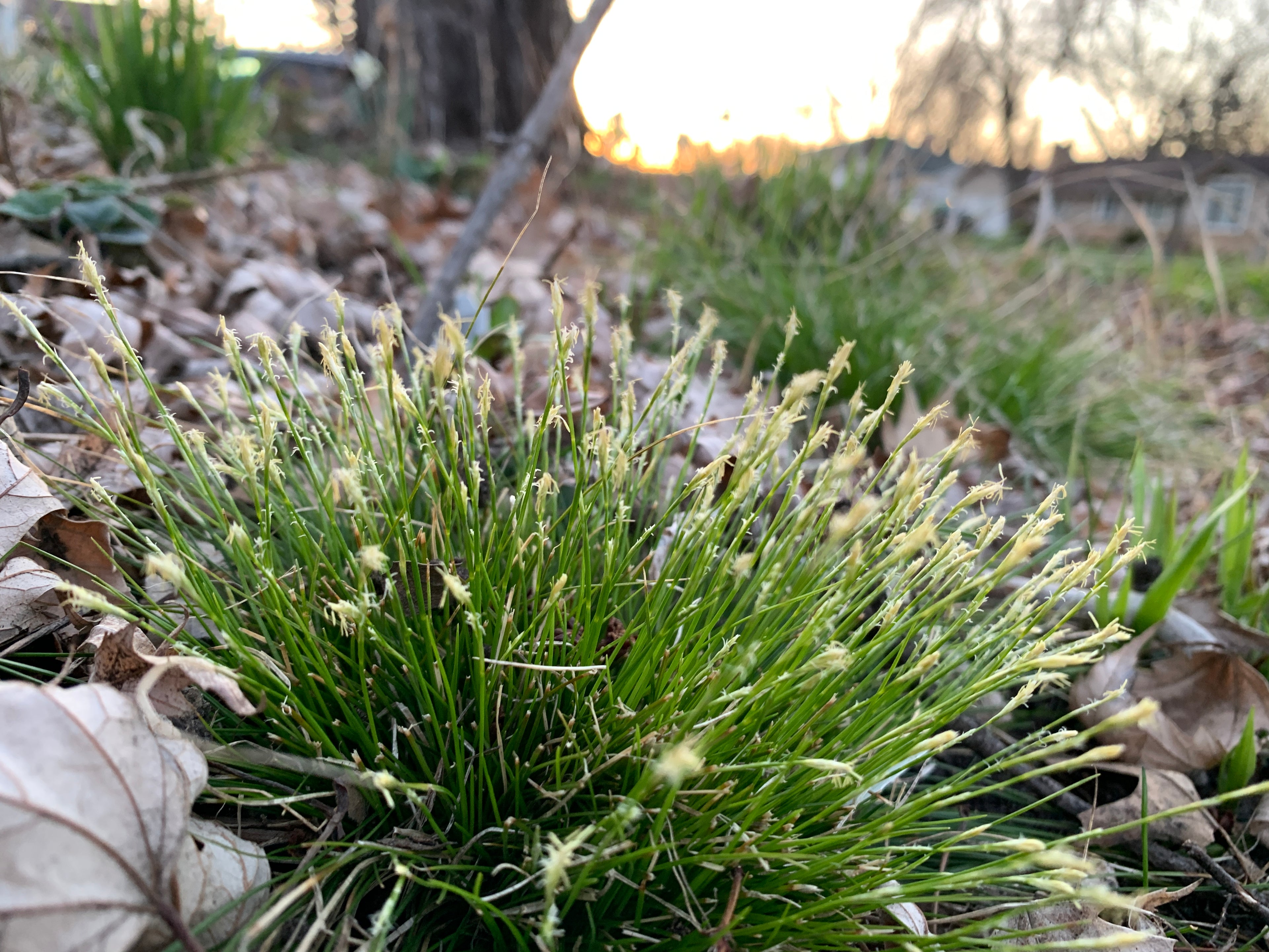 Ivory Sedge (Carex Eburnea)
