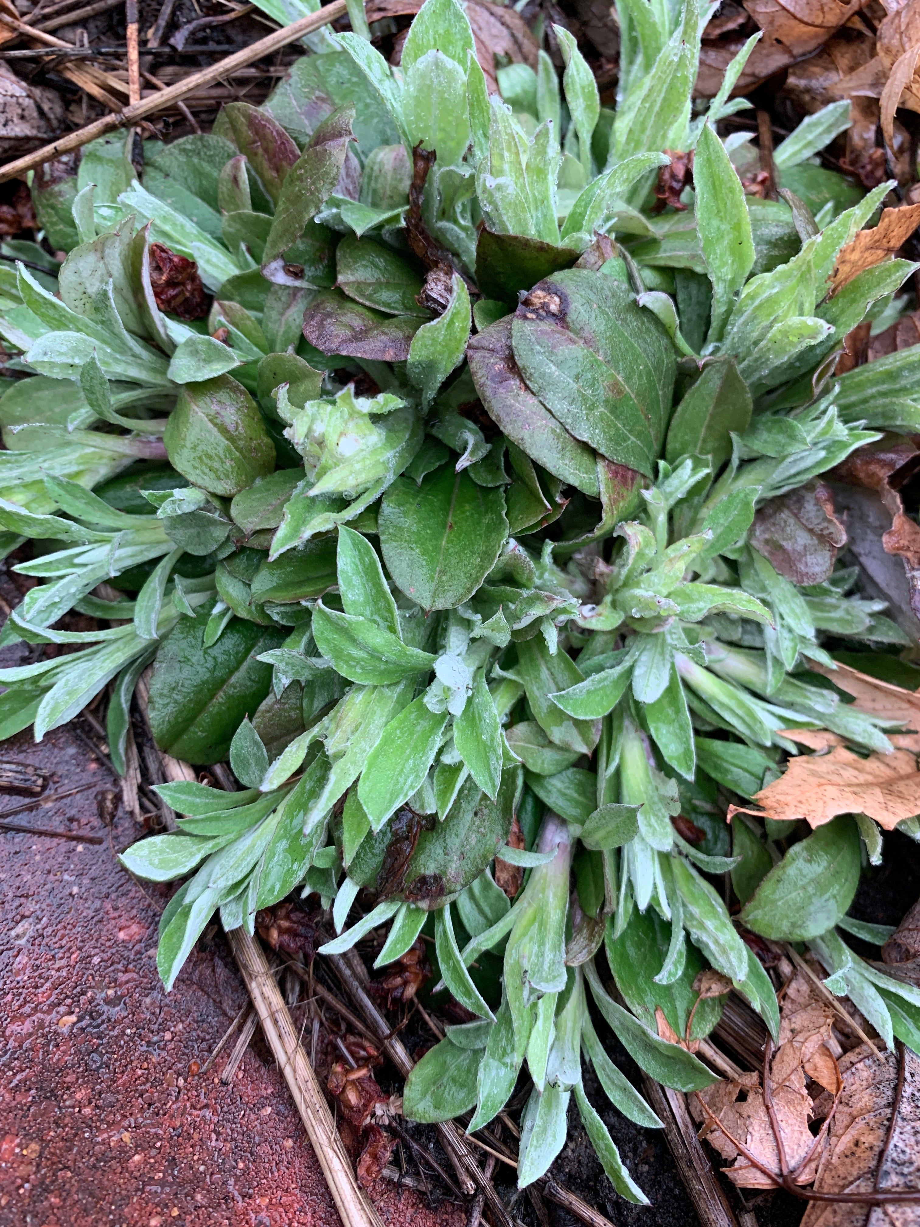 Plantain-leaved Pussytoes (Antennaria Plantaginifolia)