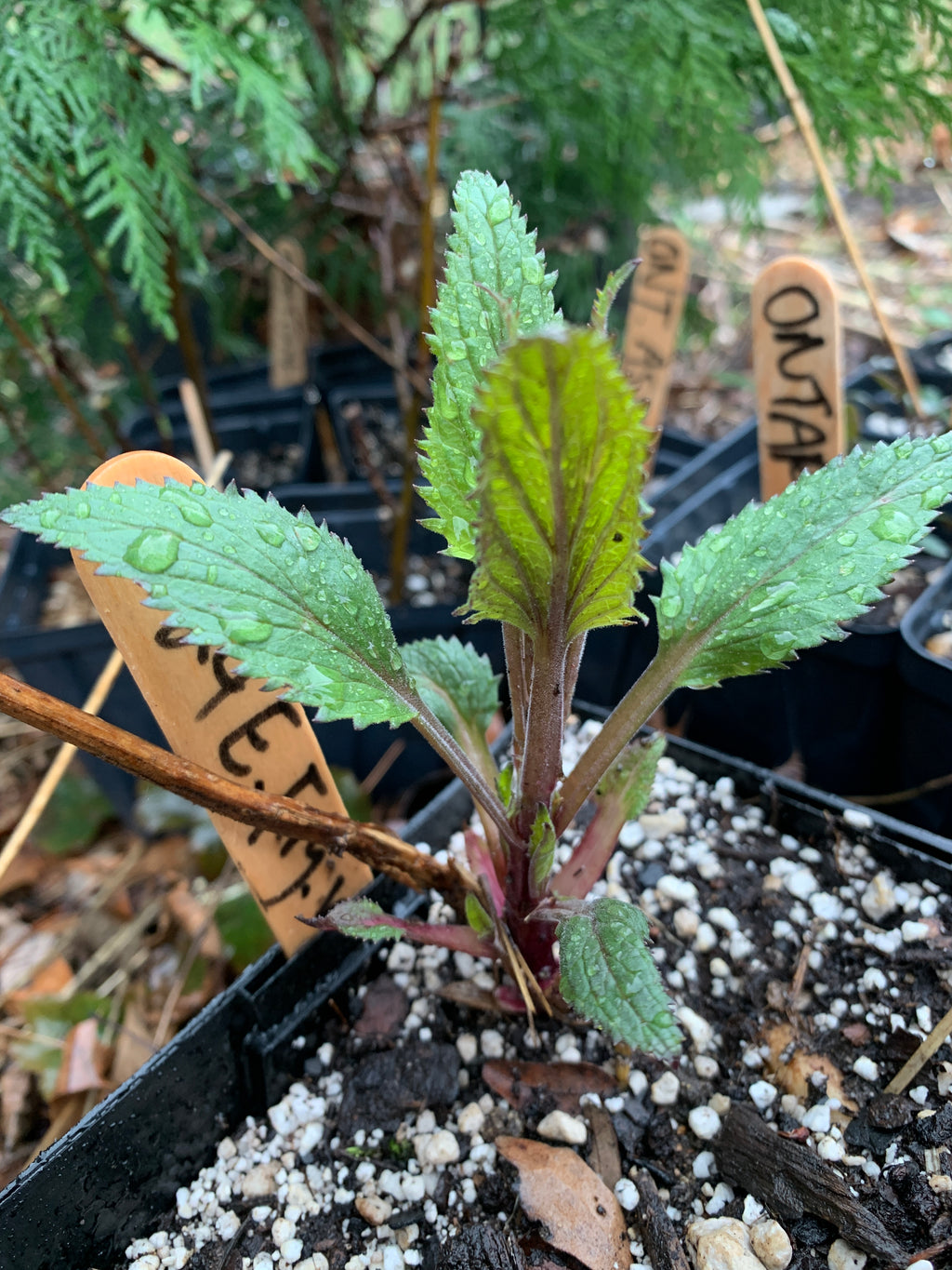 Early Figwort (Scrophularia Lanceolata)