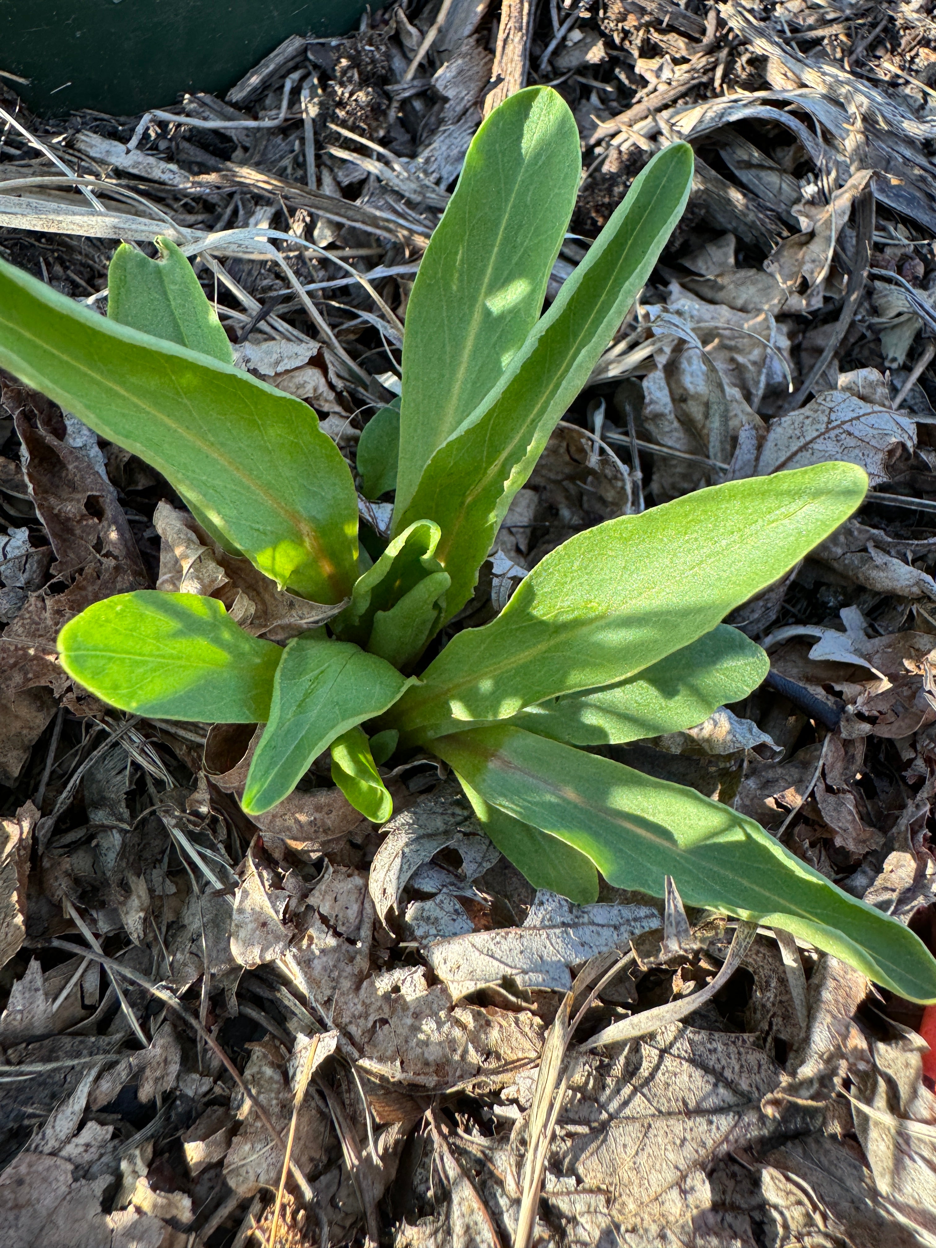 Midland Shooting Star (Dodecatheon Meadia)