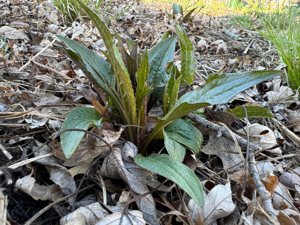 Eastern Purple Coneflower (Echinacea Purpurea)