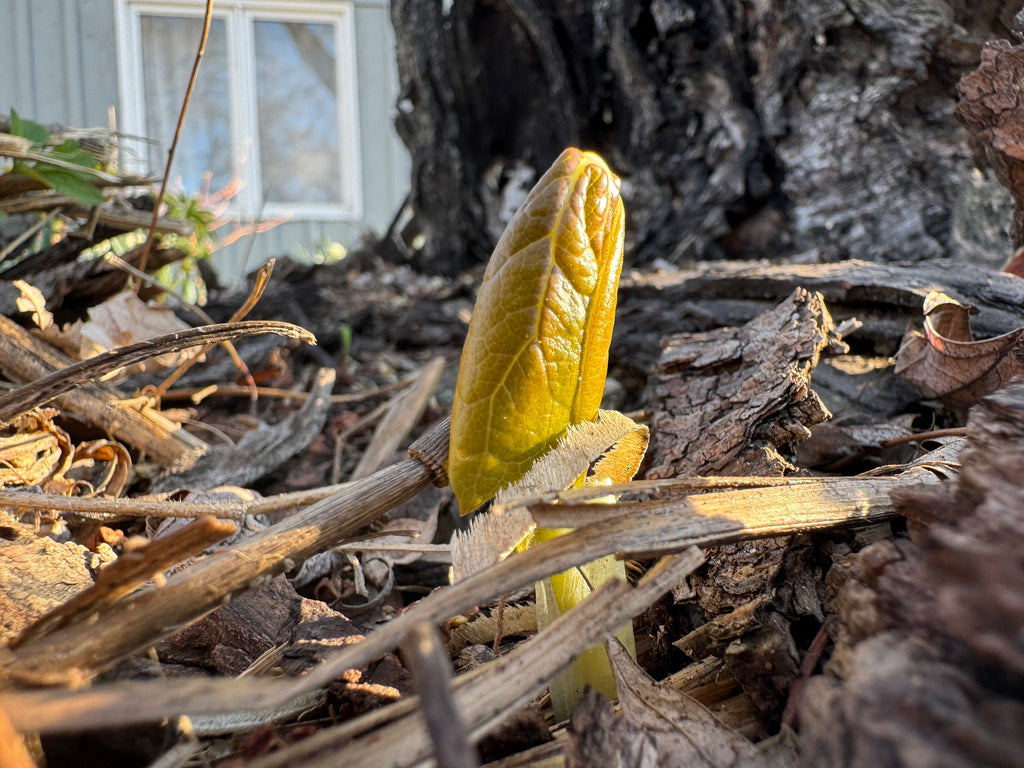 May Apple (Podophyllum peltatum)