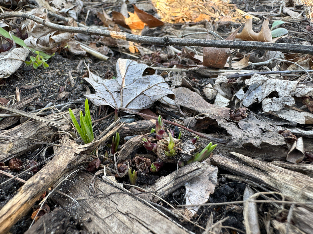 Rough Blazing Star (Liatris Aspera)