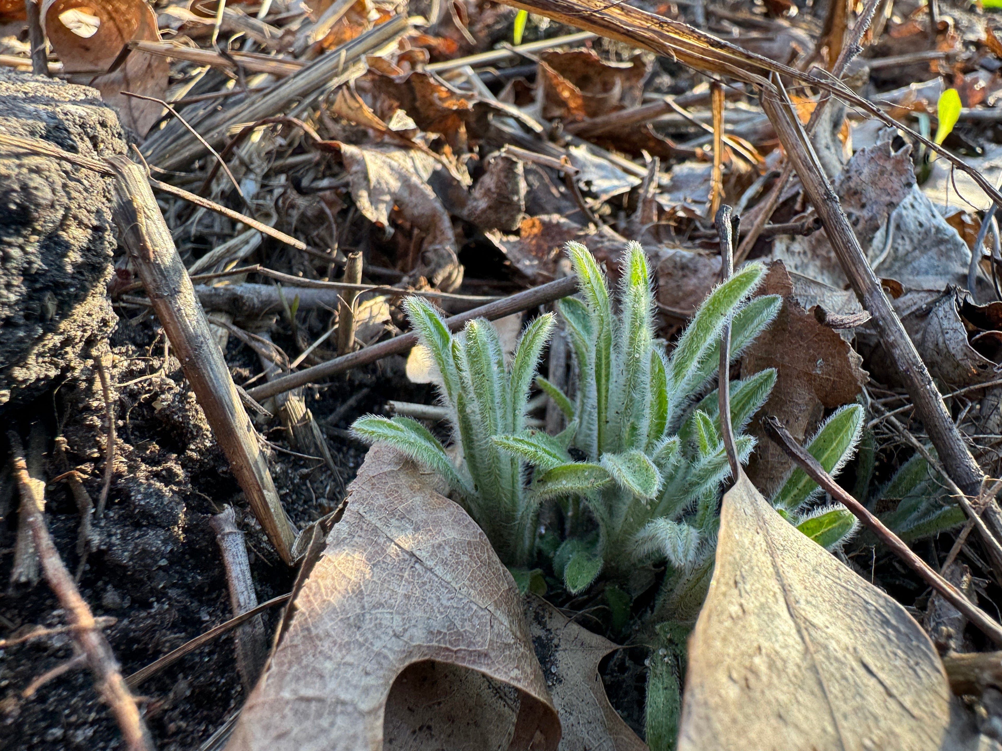 Hairy False Goldenaster (Heterotheca Villosa)