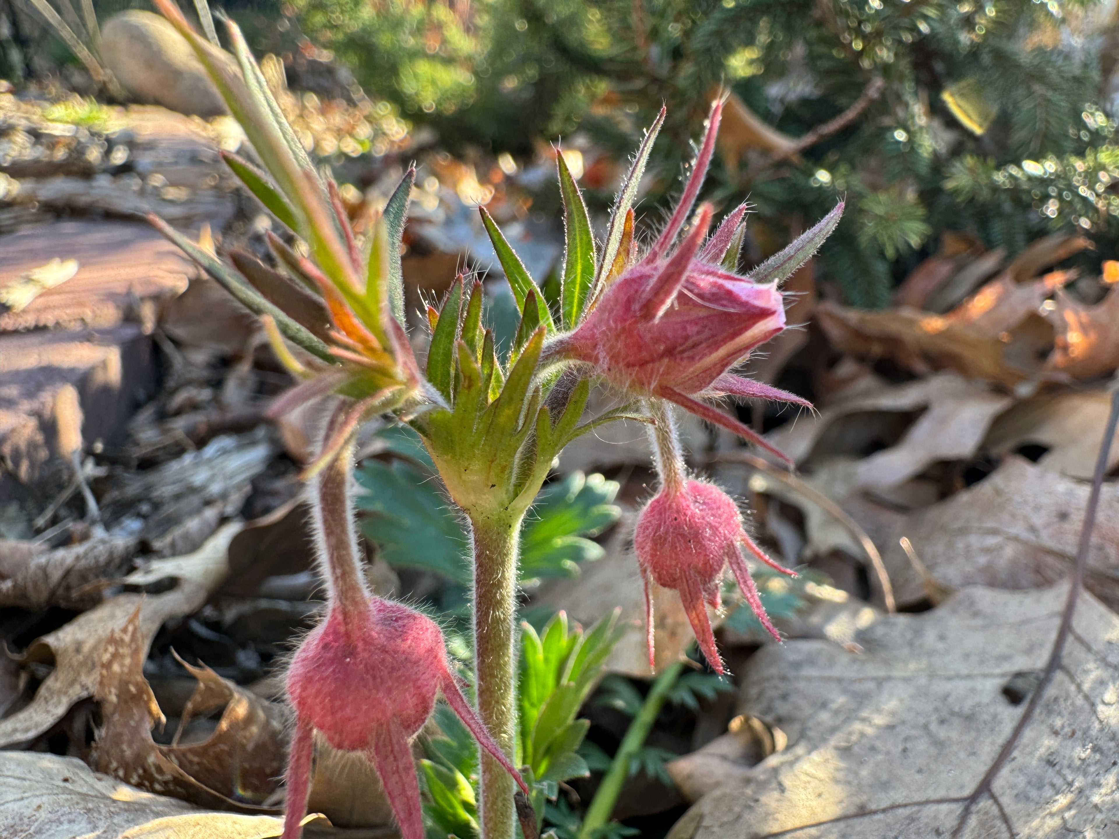 Prairie Smoke (Geum Triflorum)