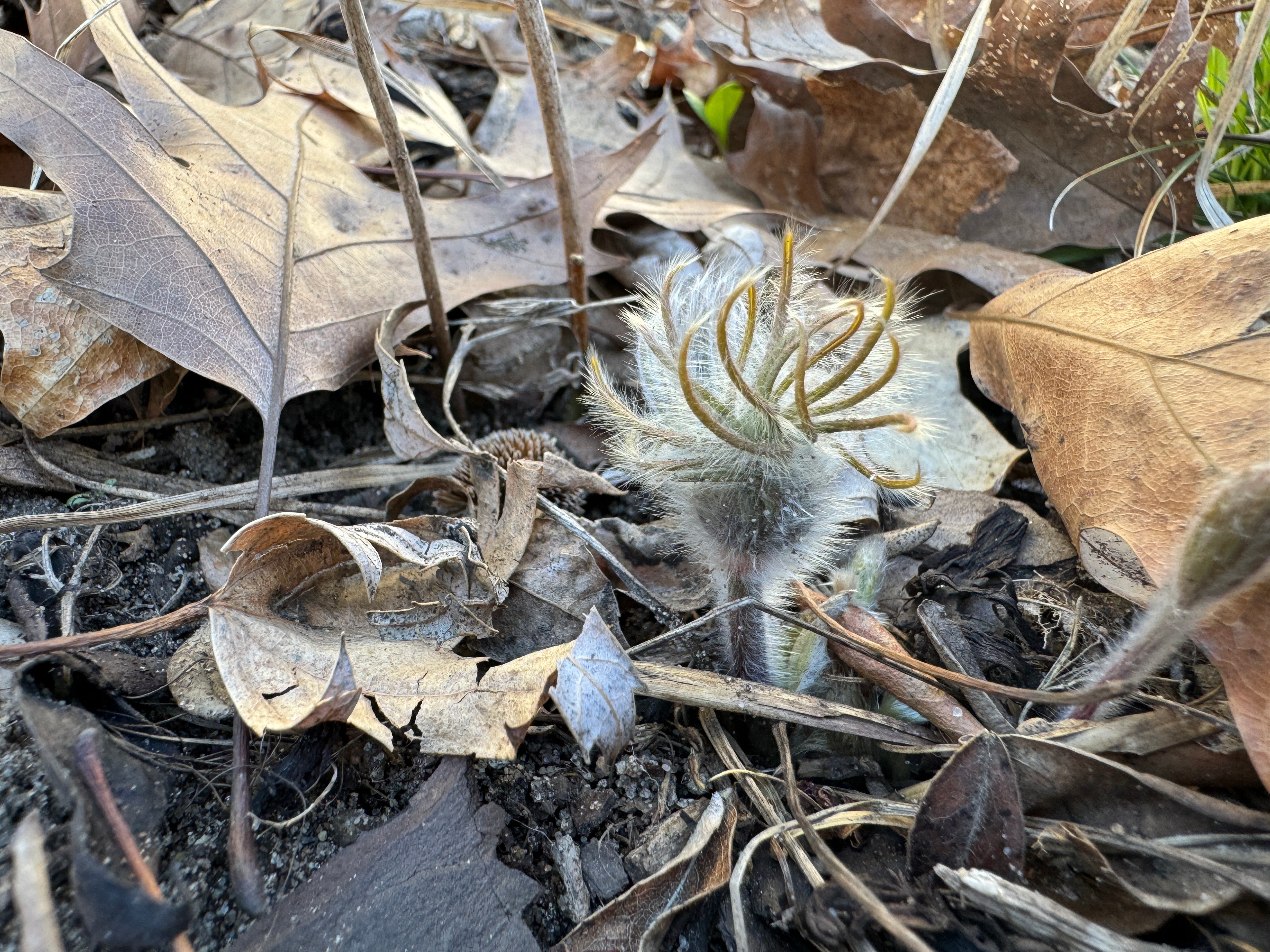 American Pasqueflower (Anemone patens)