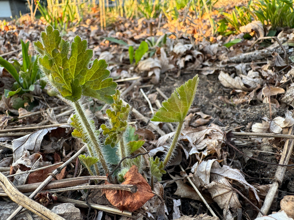Prairie Alumroot (Heuchera Richardsonii)