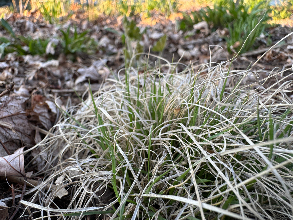 Blue Grama (Bouteloua Gracilis)