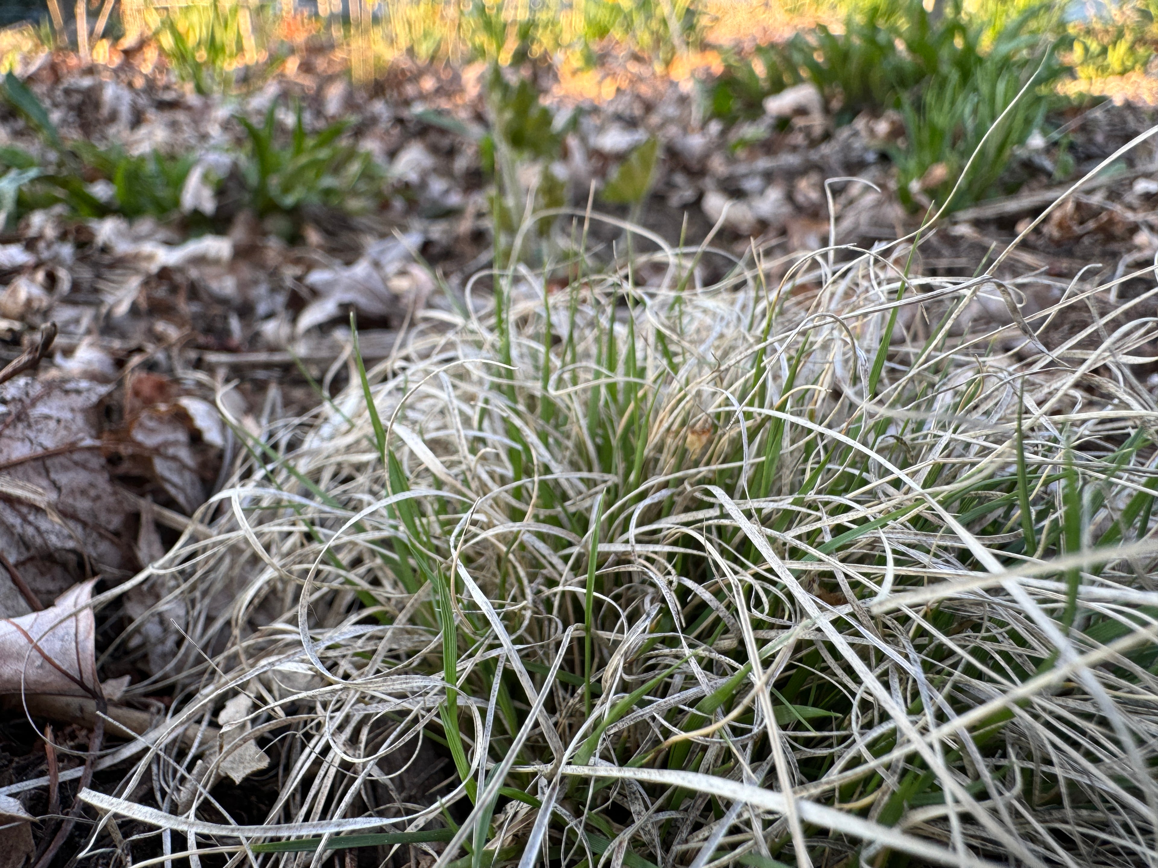 Blue Grama (Bouteloua Gracilis)