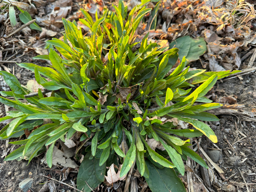 Hairy Beardtongue (Penstemon Hirsutus)