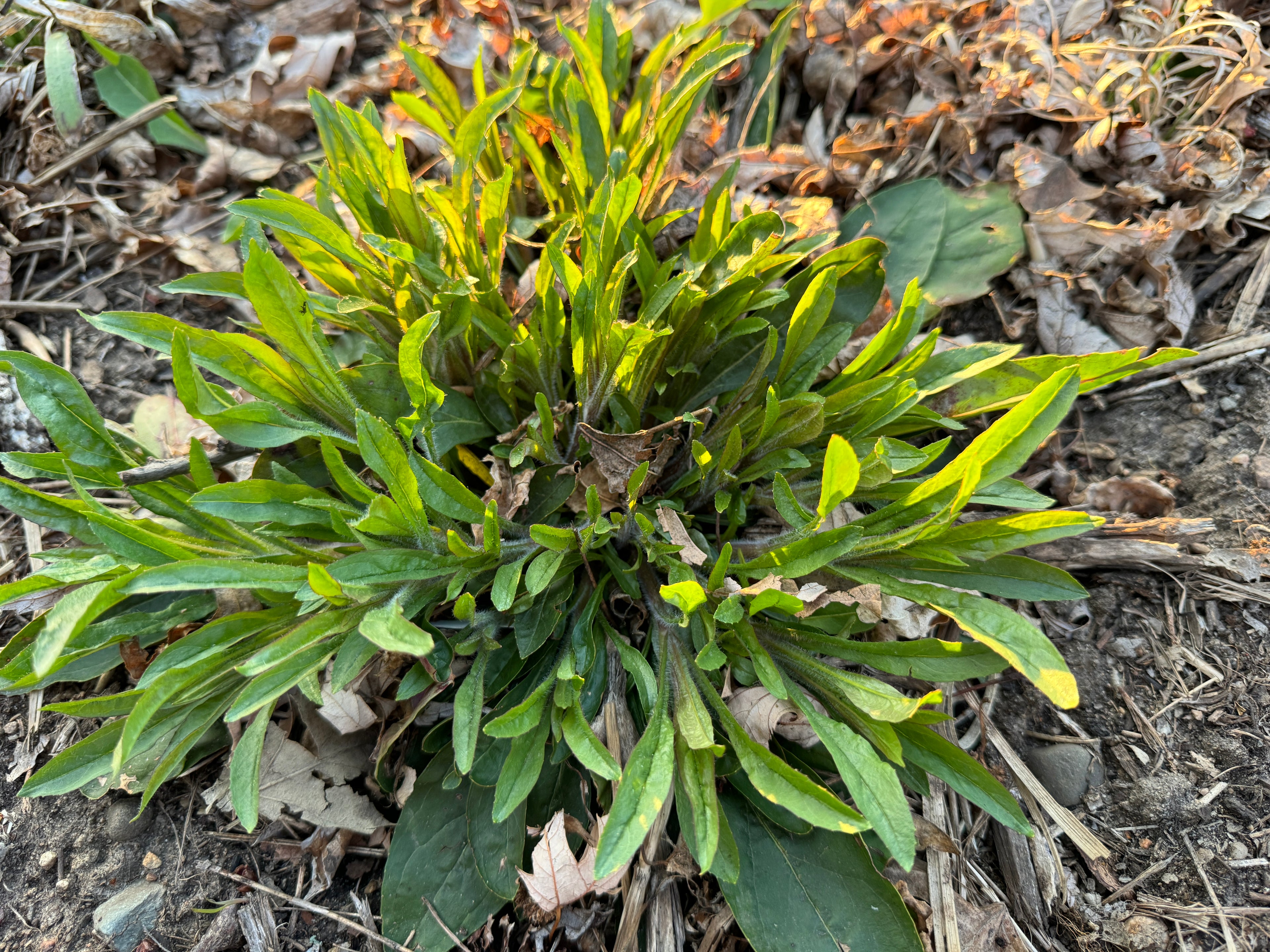 Hairy Beardtongue (Penstemon Hirsutus)