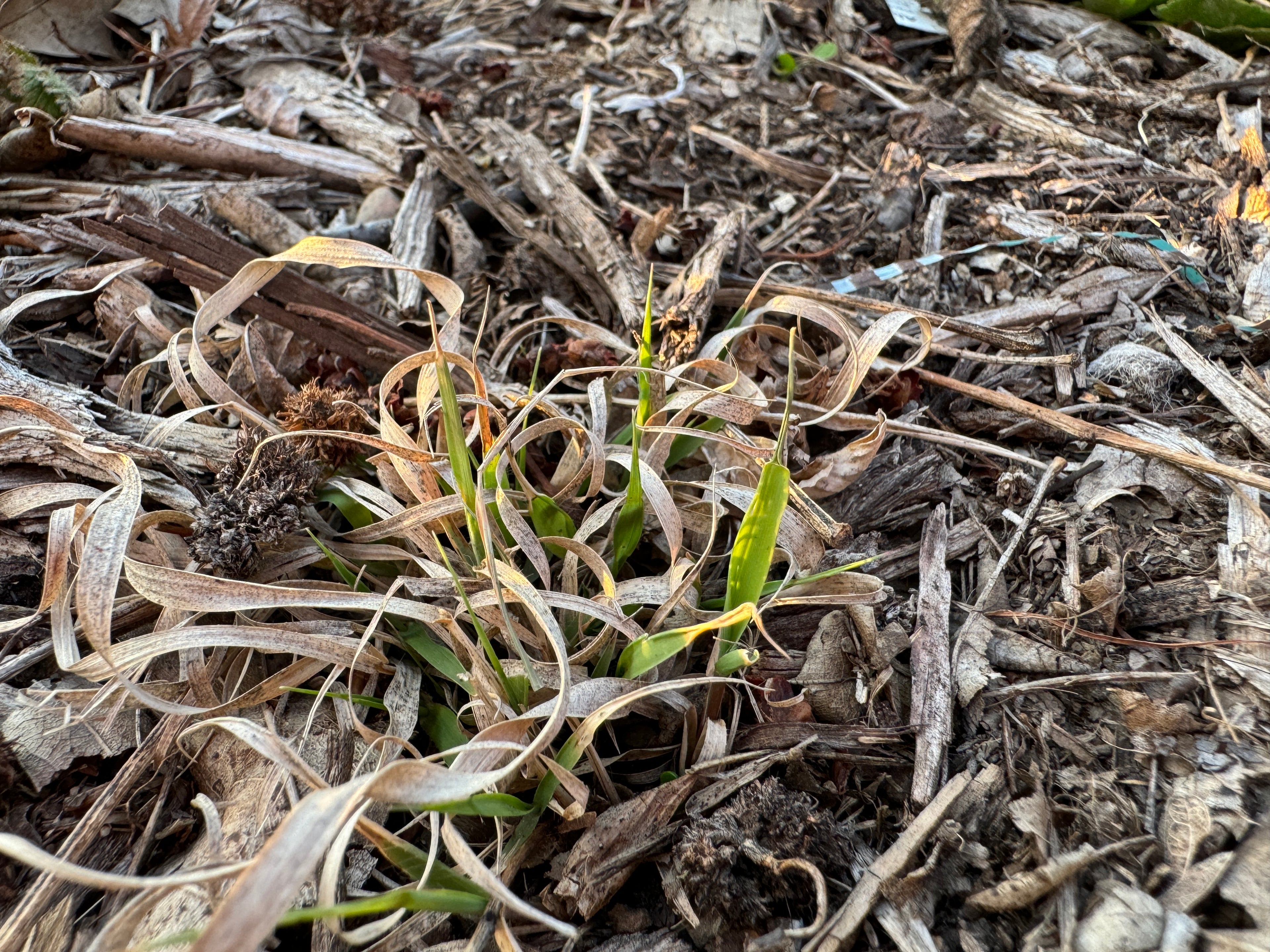 Side-Oats Grama (Bouteloua Curtipendula)